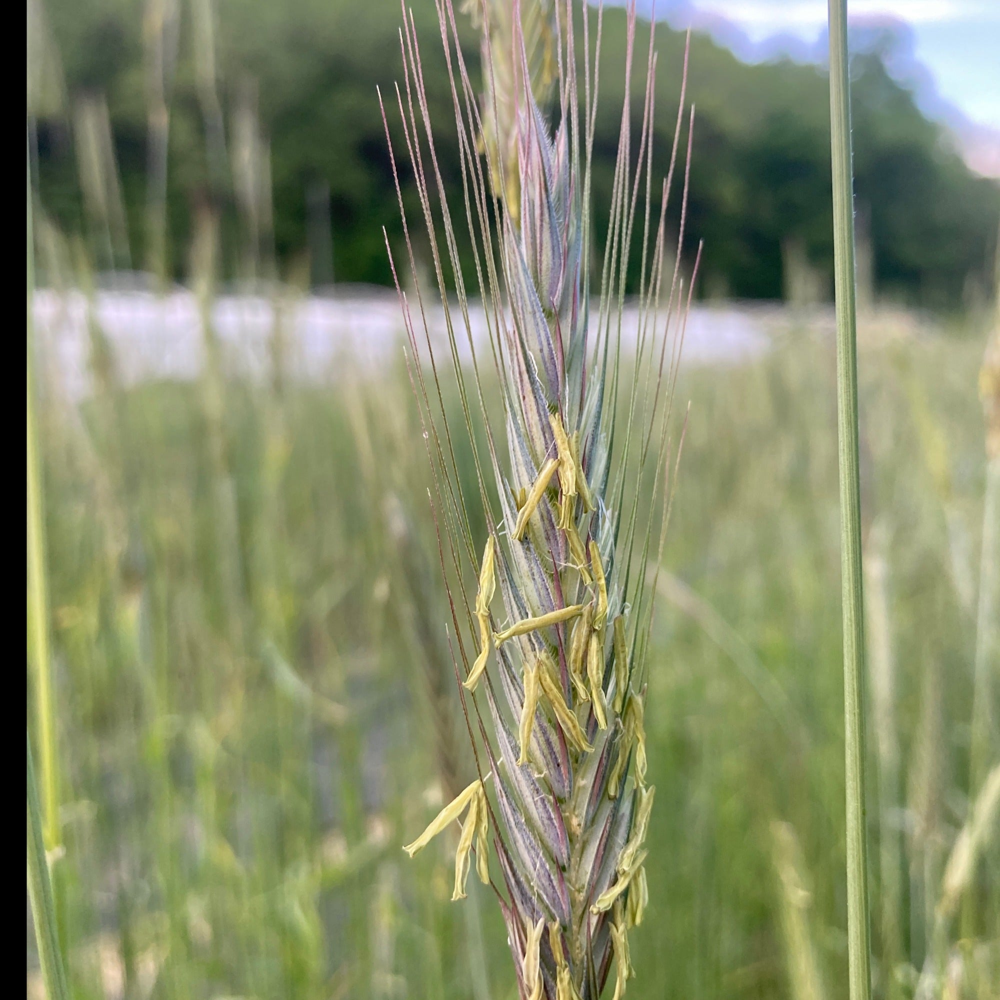 Cereal Rye Winter Cover Crop