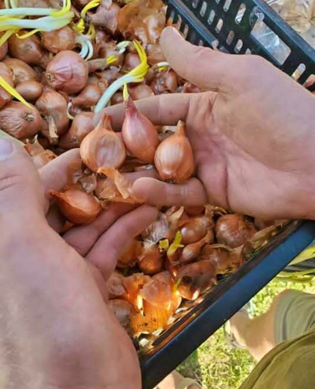 Val-Aux-Vent Shallot - Organic