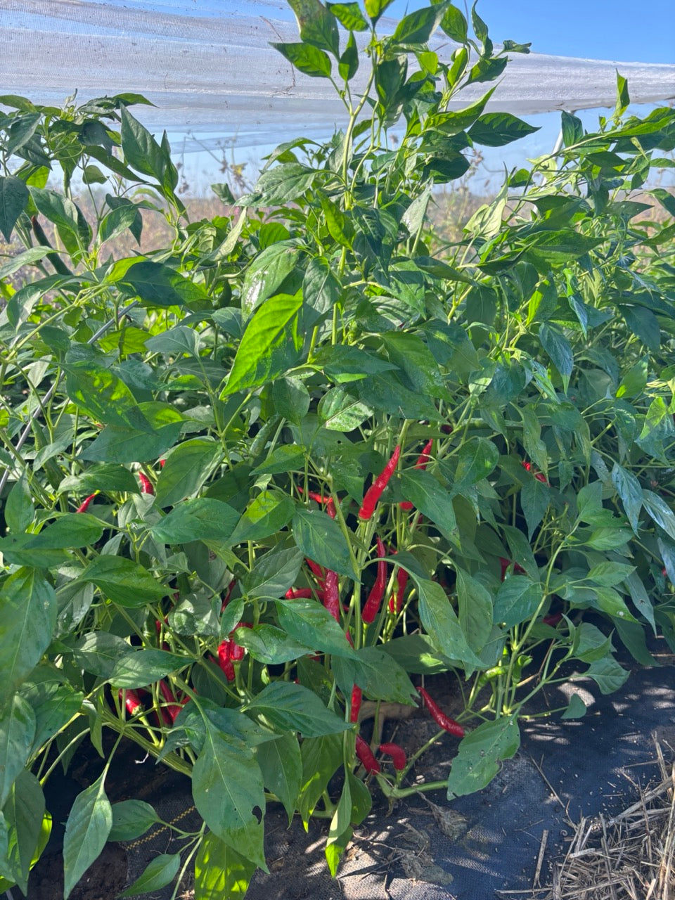 Sigaretta Ristra Calabrian Chile Heirloom Italian Hot Pepper - Organic