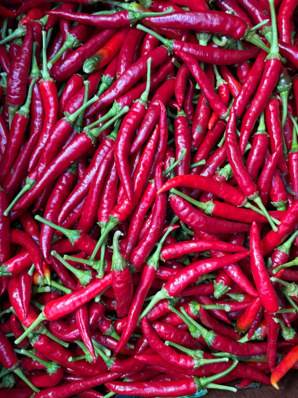 Sigaretta Ristra Calabrian Chile Heirloom Italian Hot Pepper - Organic