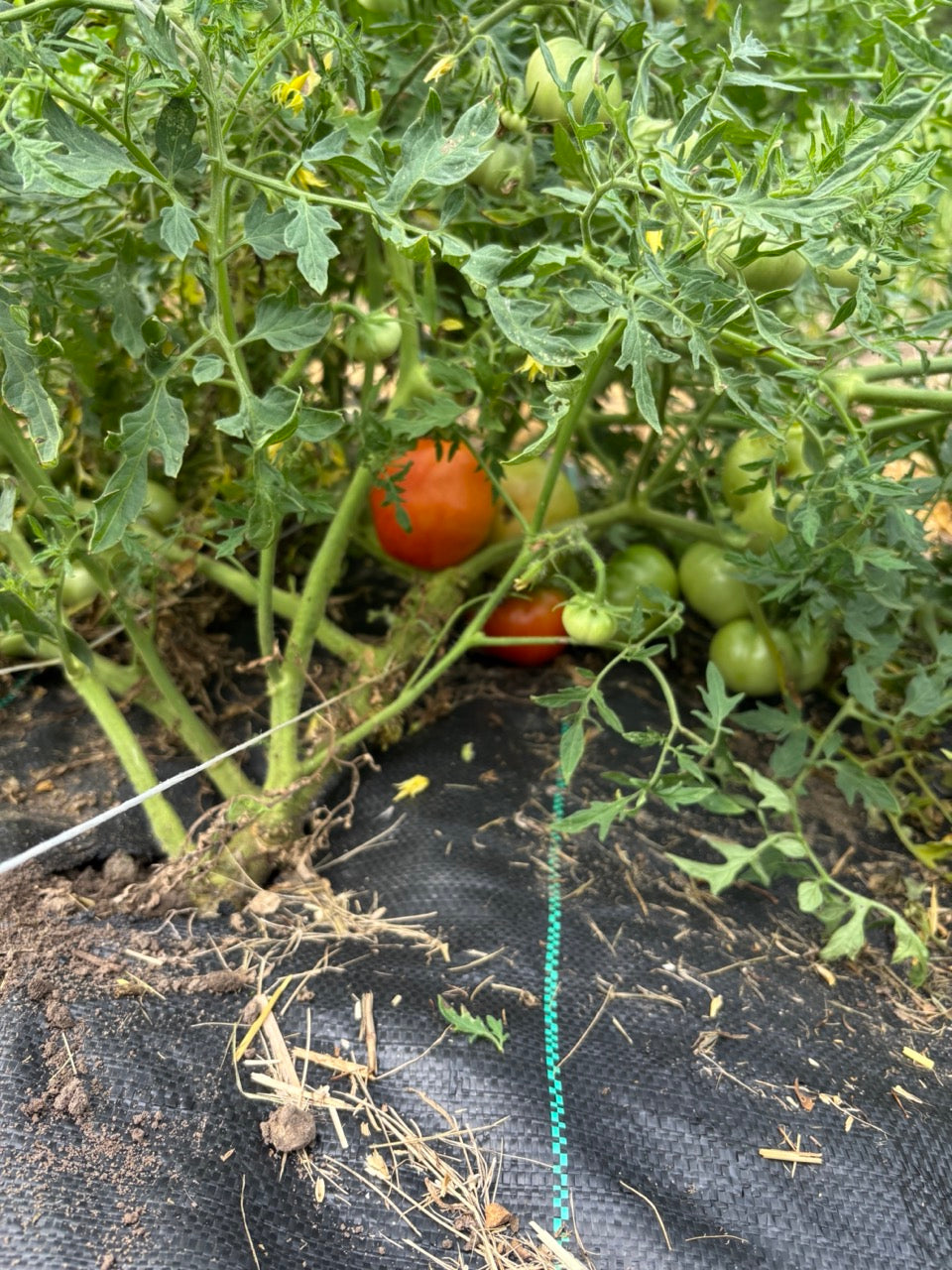 Silvery Fir Tree Determinate Tomato - Organic