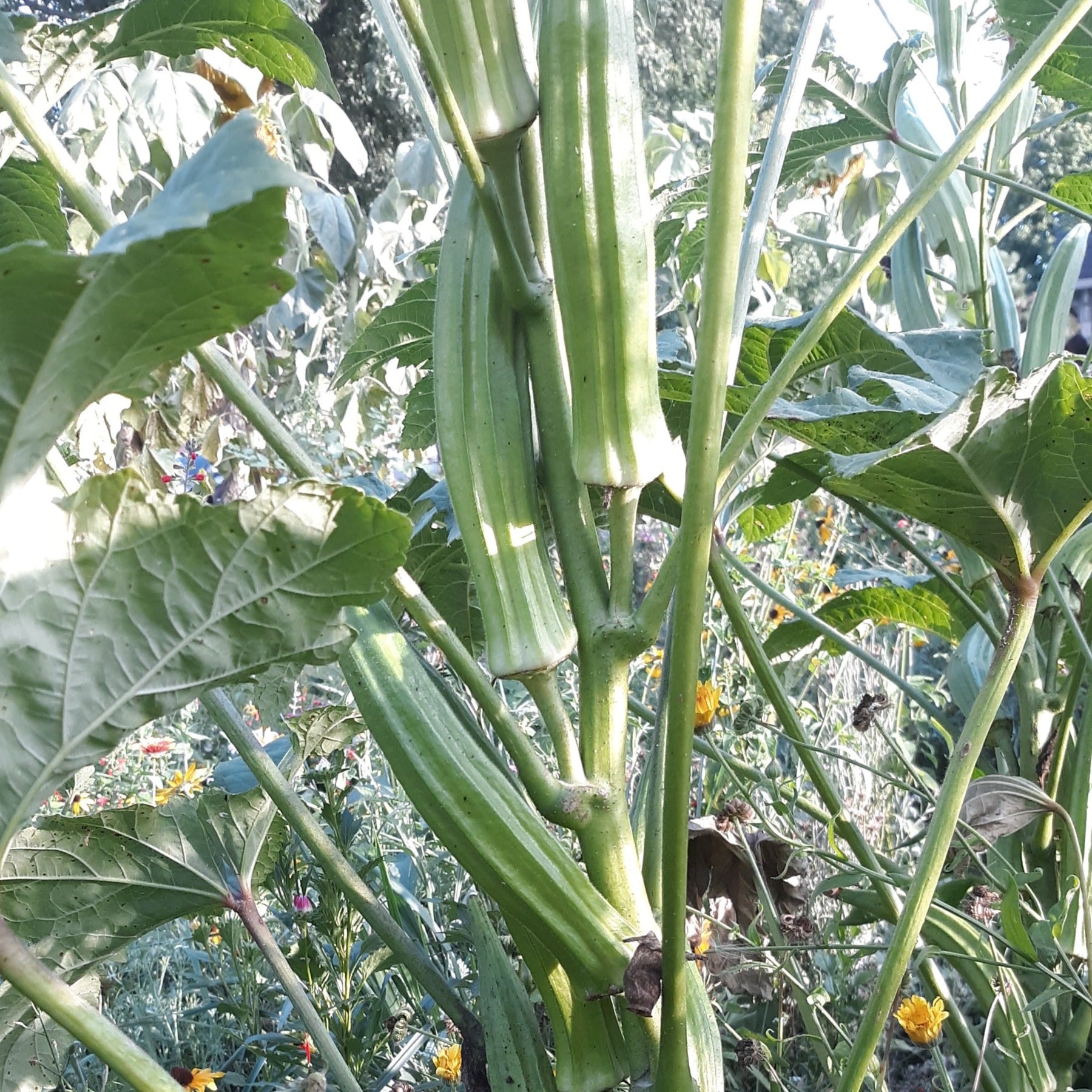 Simpson Green Okra - Organic