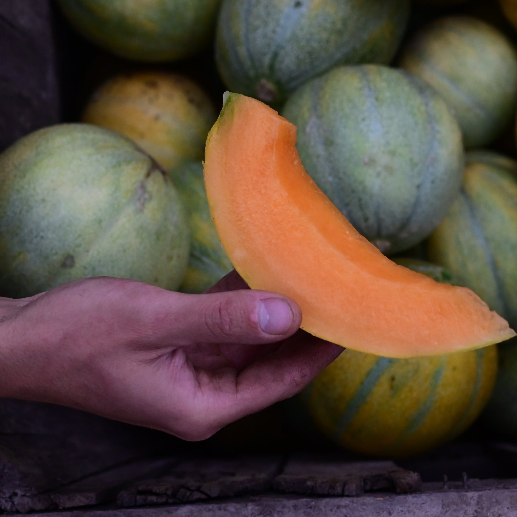 A slice of cantaloupe held above a bin of many cantaloupes