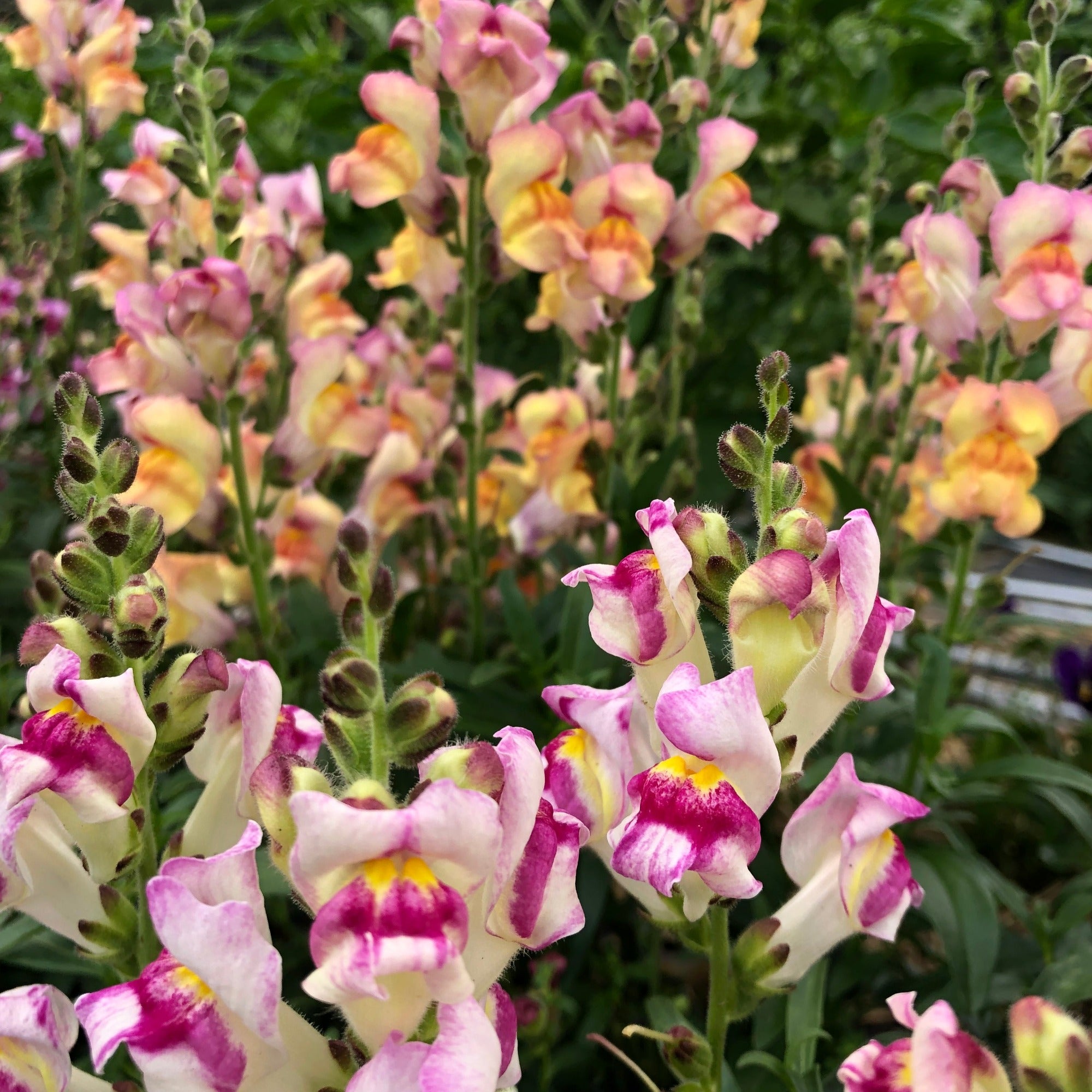 Tetra Mix snapdragon blooms