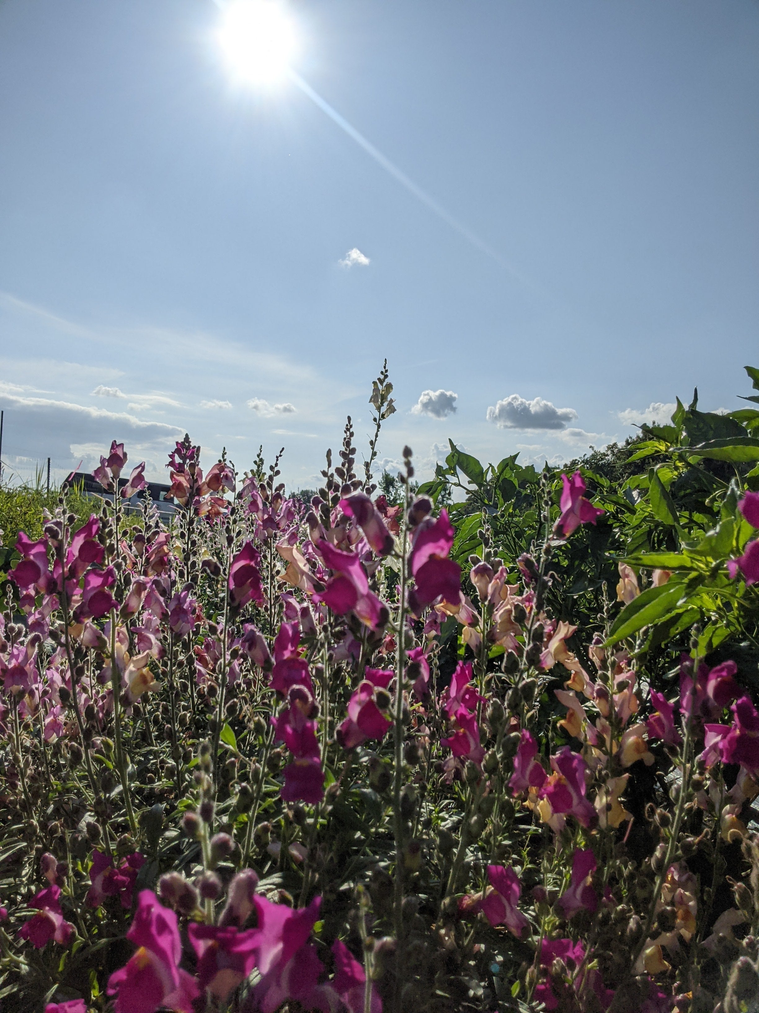 Tetra Snapdragon Mix