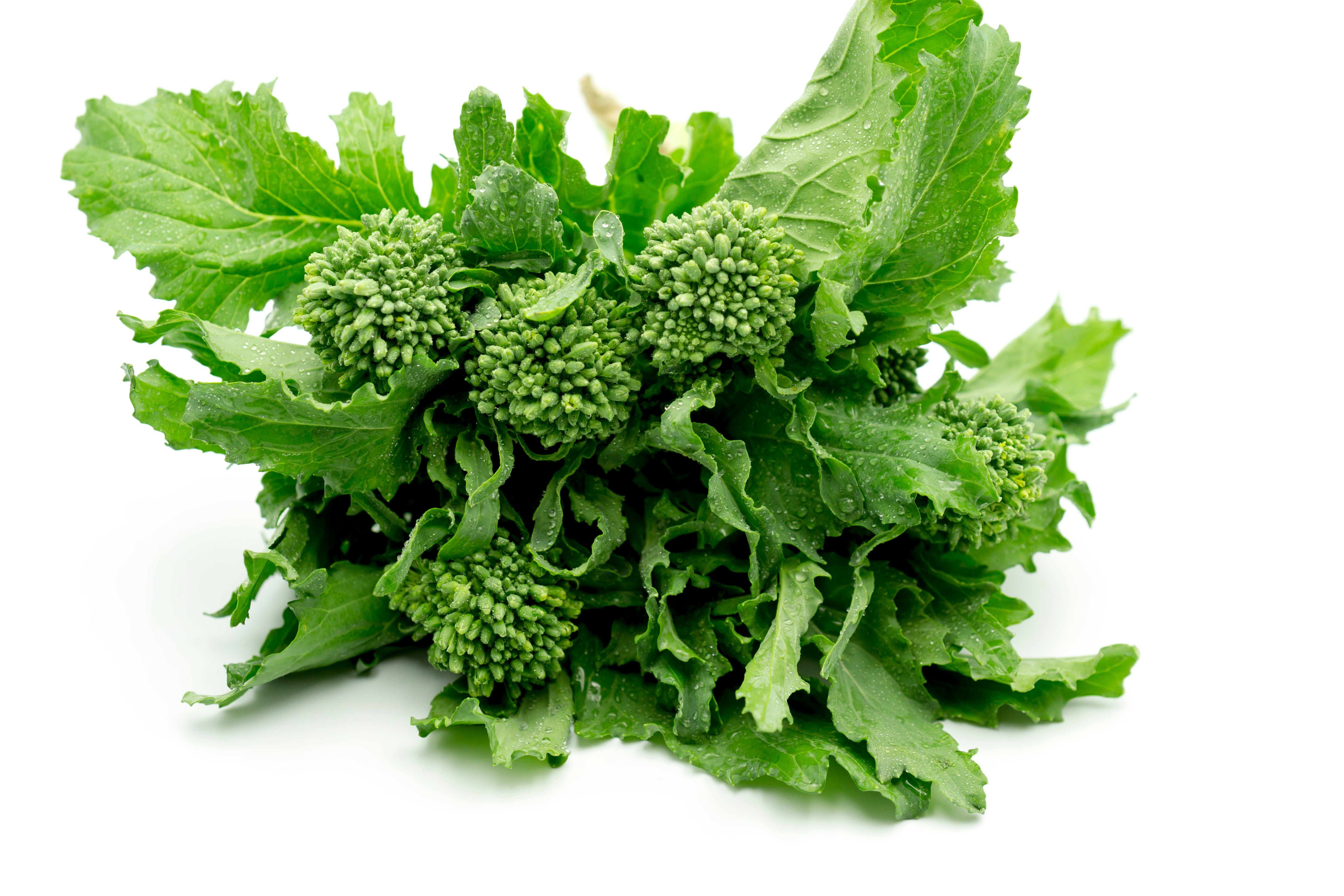 Green broccoli rabe on a white background