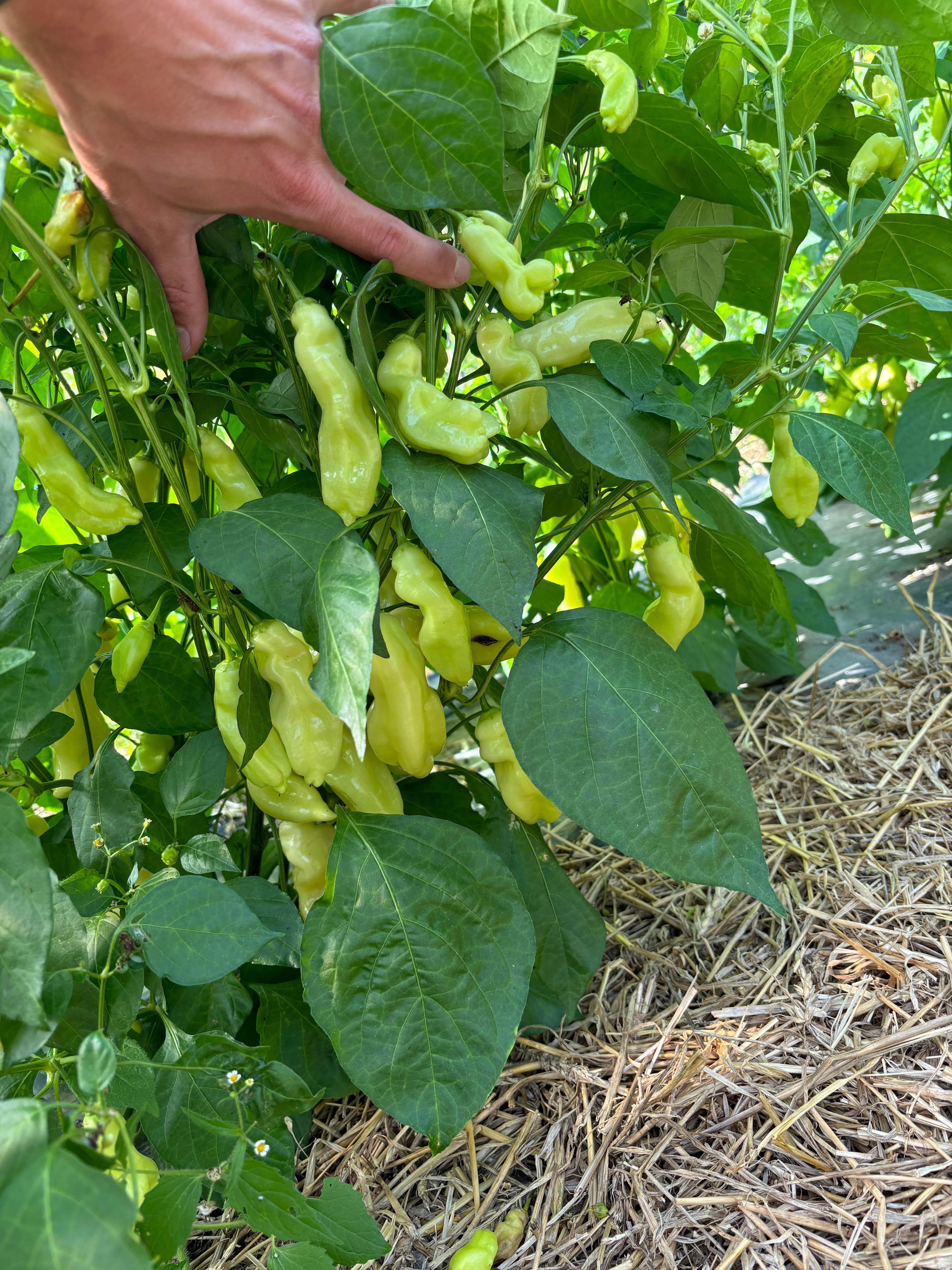Sugar Rush Peach Super Hot Pepper - Organic