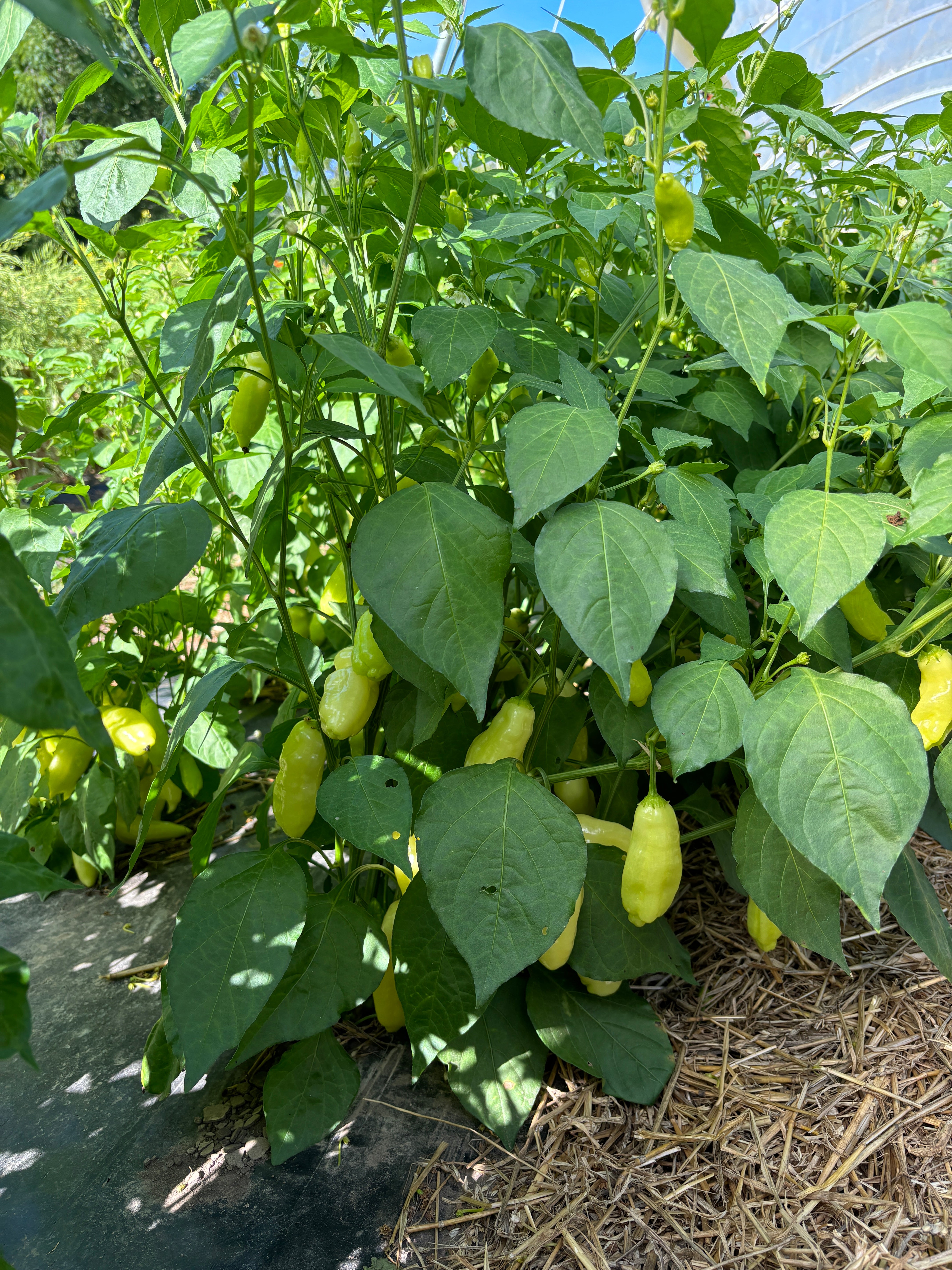 Sugar Rush Peach Super Hot Pepper - Organic