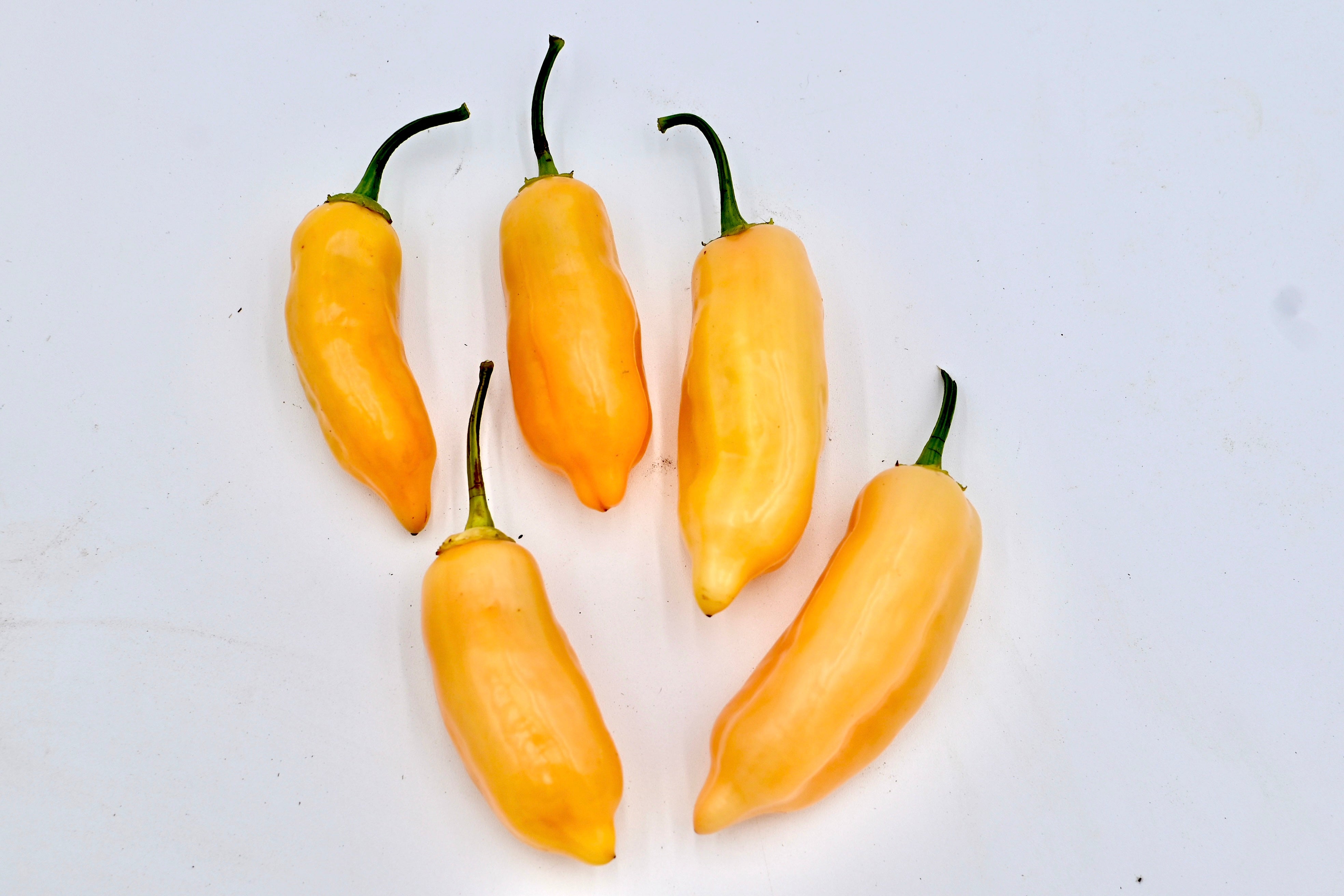 Sugar Rush Peach Super Hot Pepper - Organic