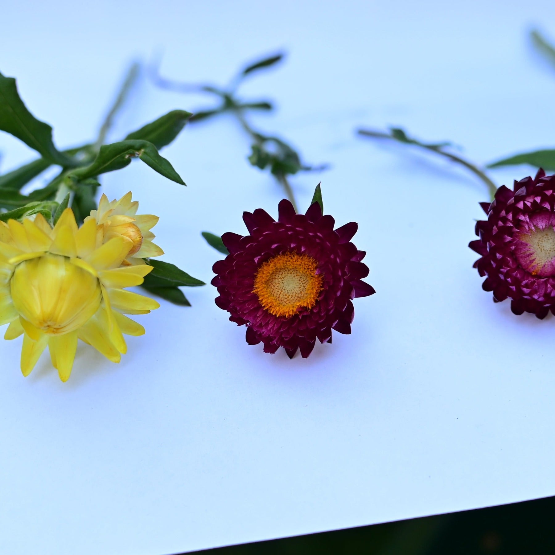 Sultane mix straflower blooms against white background