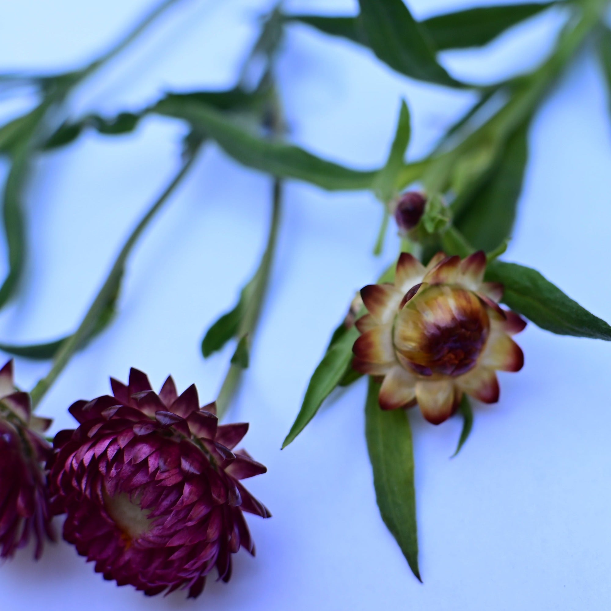 Sultane mix strawflower blooms against a white background