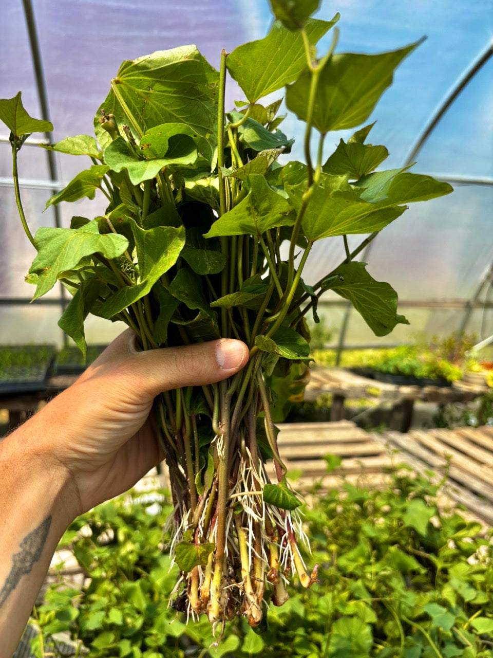 Beauregard Sweet Potato Rooted Slips - Organic