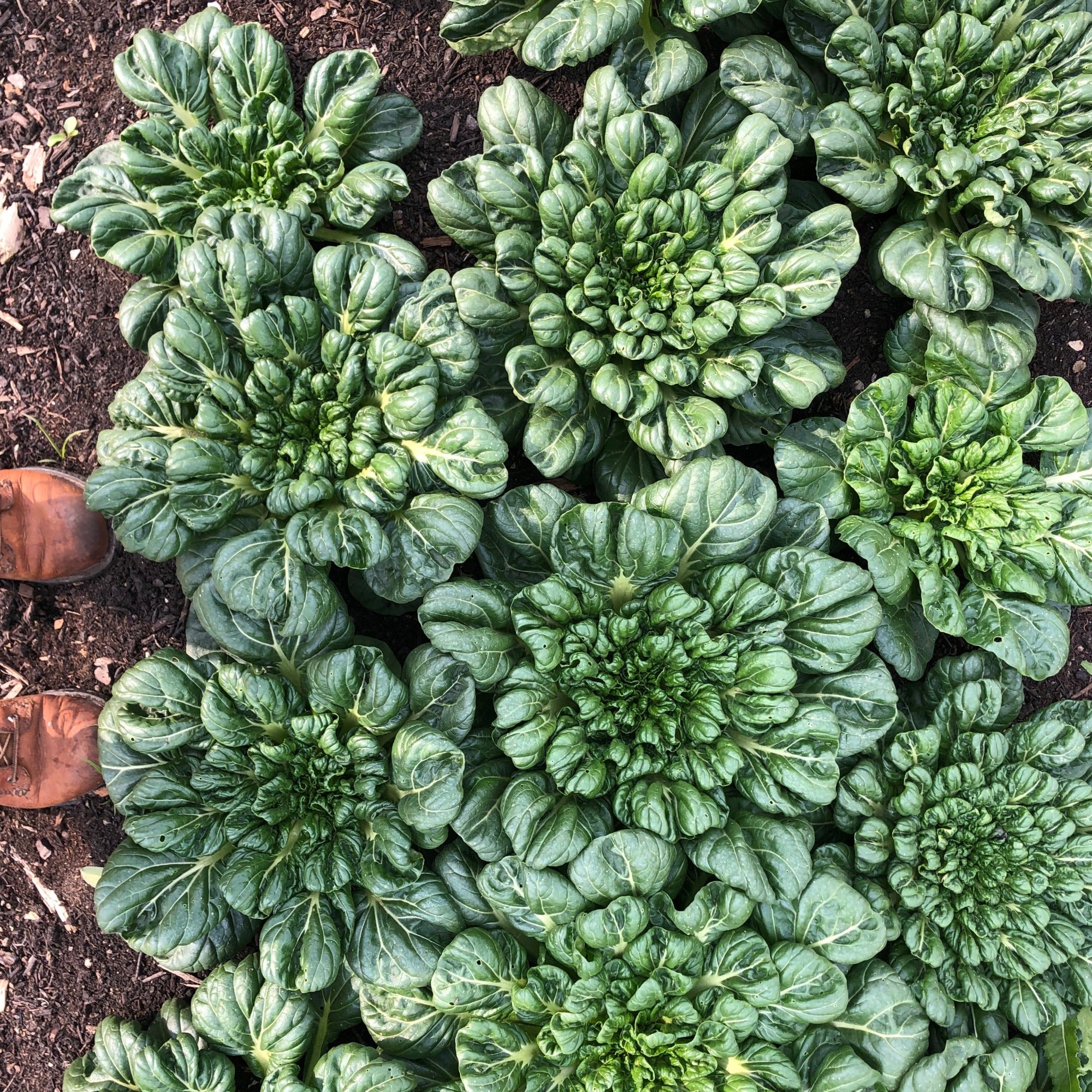 A group of Tatsoi plants growing in a deep compost mulch system at Green Things Farm Collective
