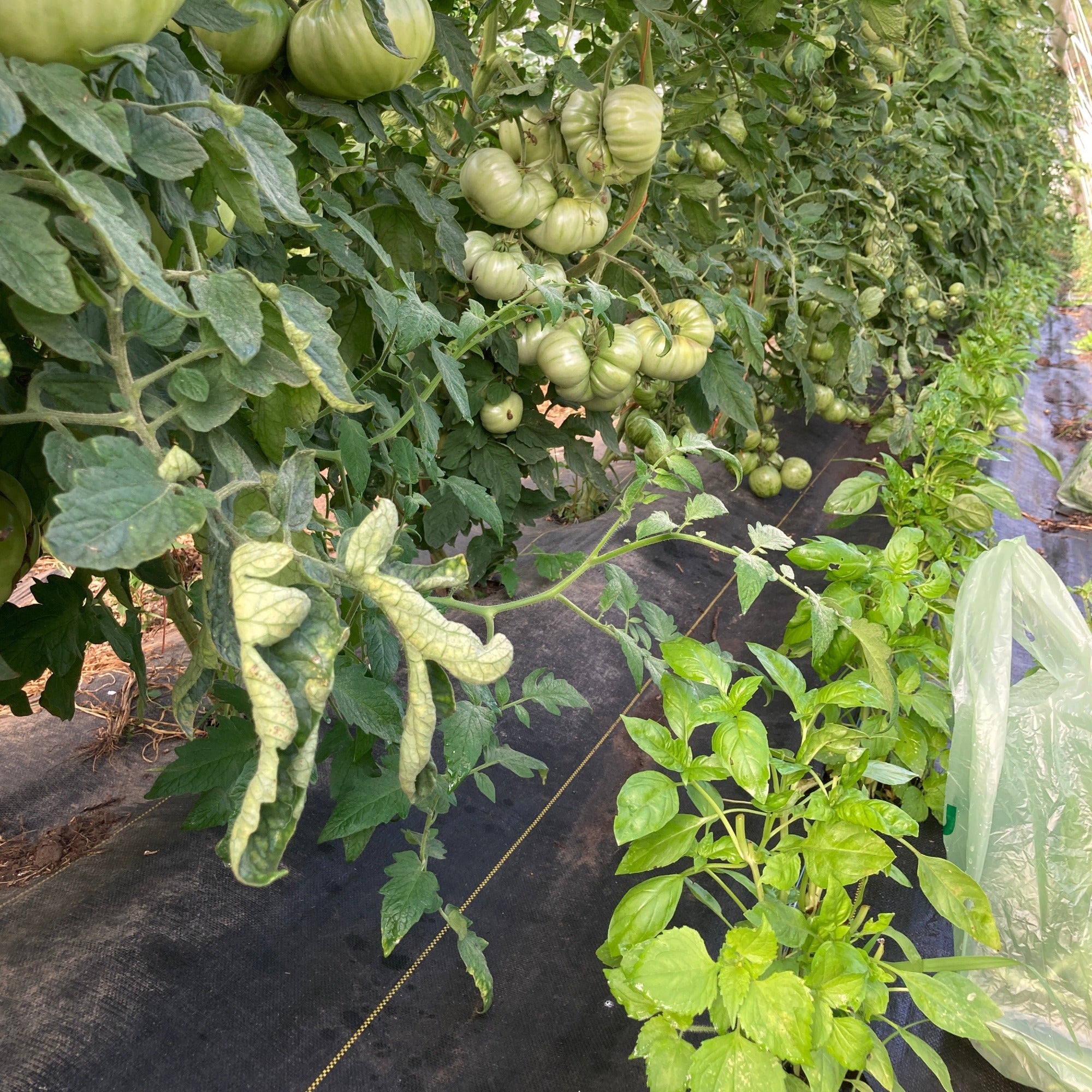 Prospera Basil interplanted with tomatoes