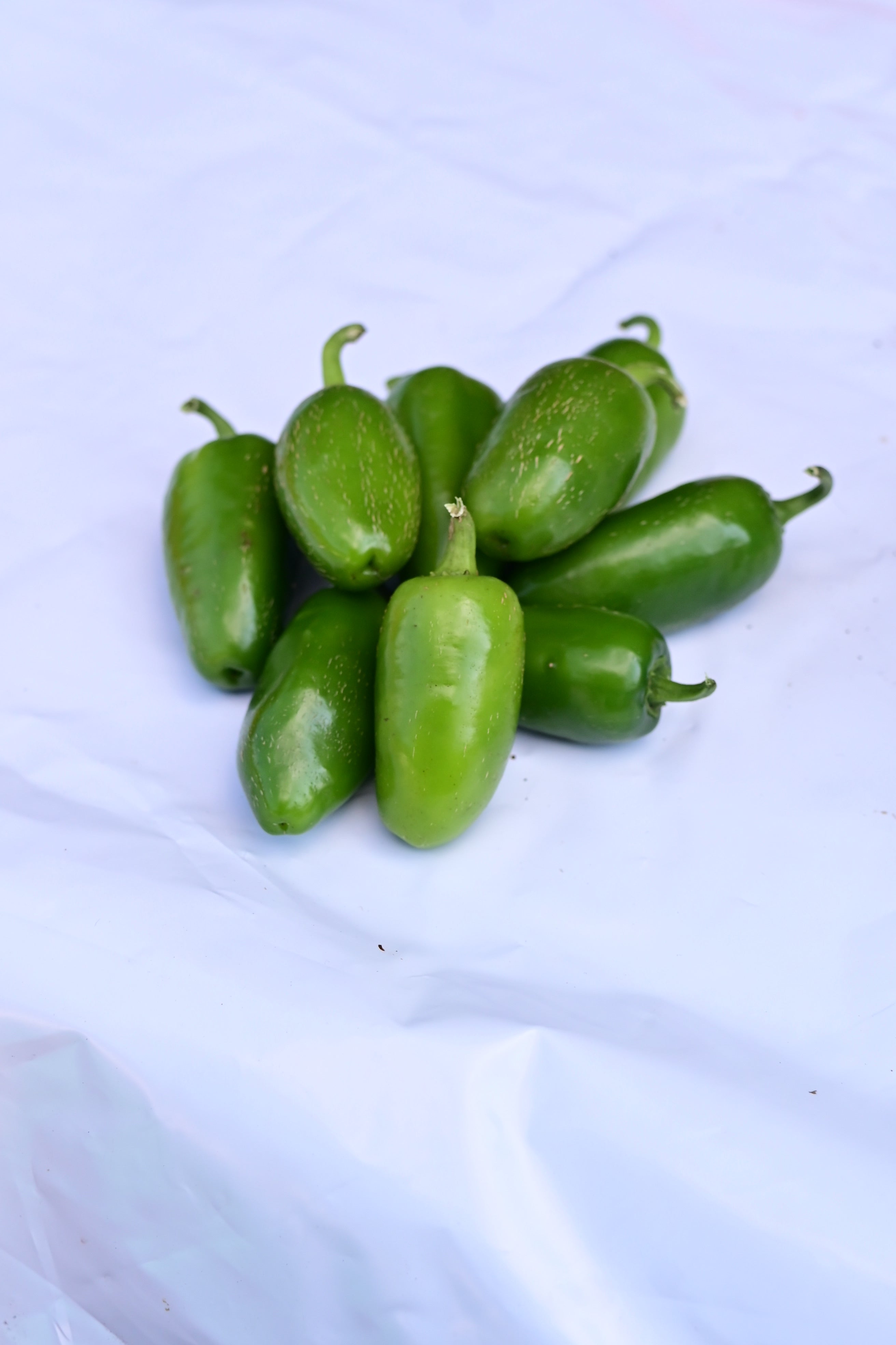 Traveler Heirloom Jalapeño