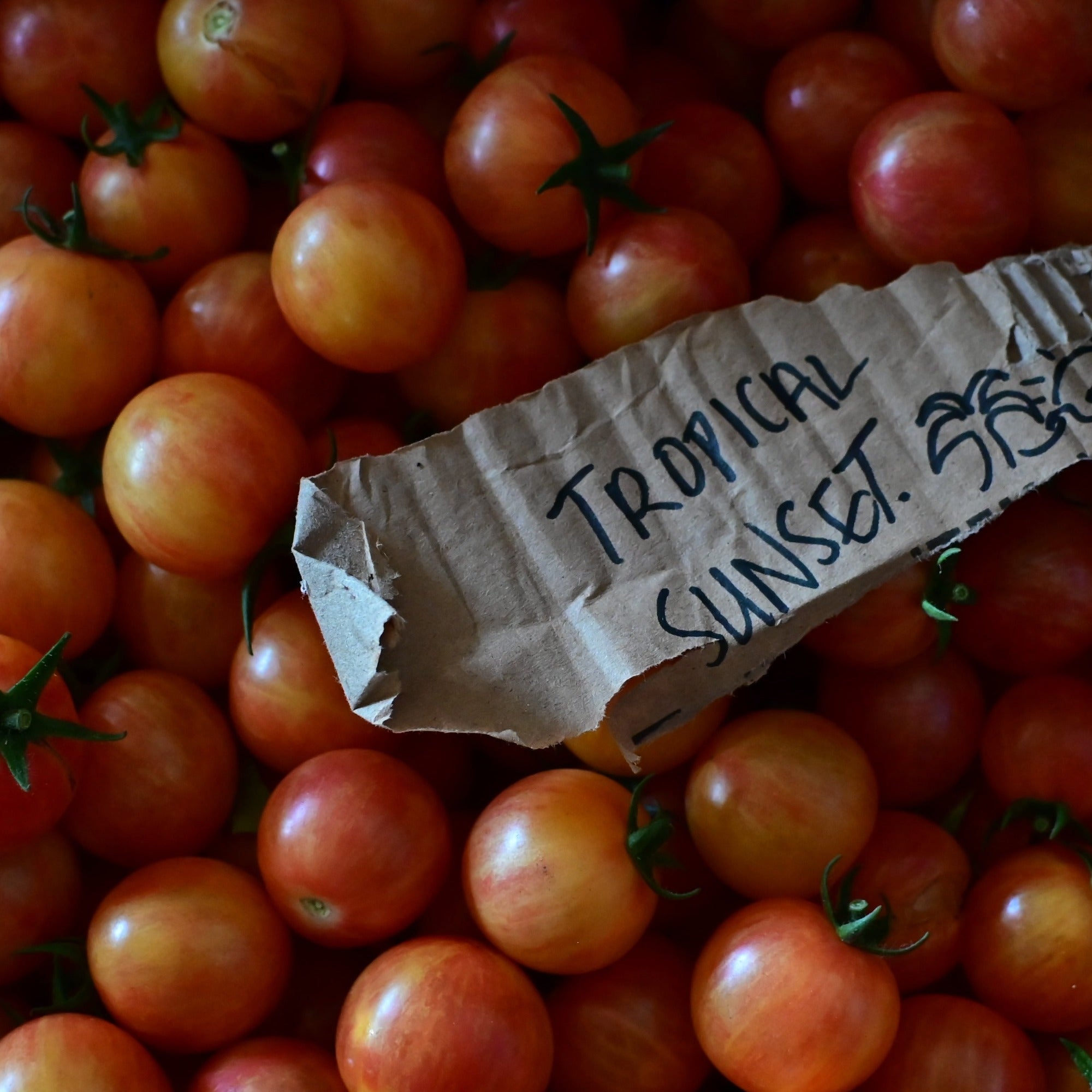 Tropical sunset cherry tomatoes in a crate after harvesting