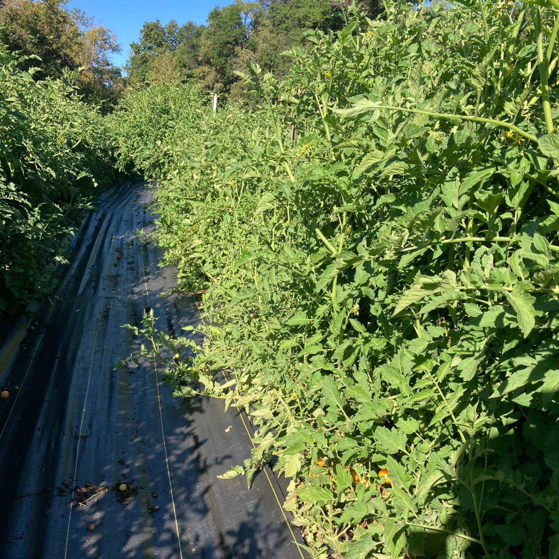 Tropical sunset cherry tomato plants just before first harvest with some ripe fruit at the bottom