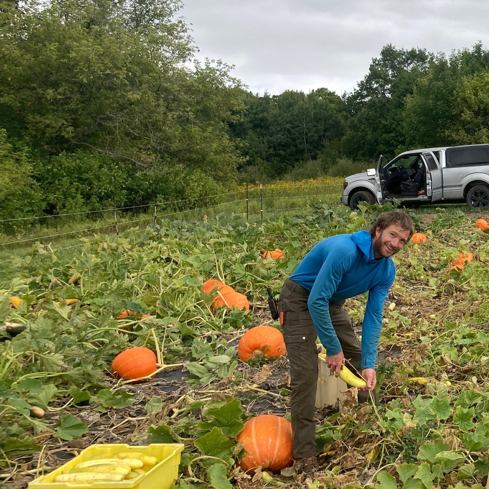 WC Giant Pumpkins in a Field with a harvester working on cucumbers and truck in the background