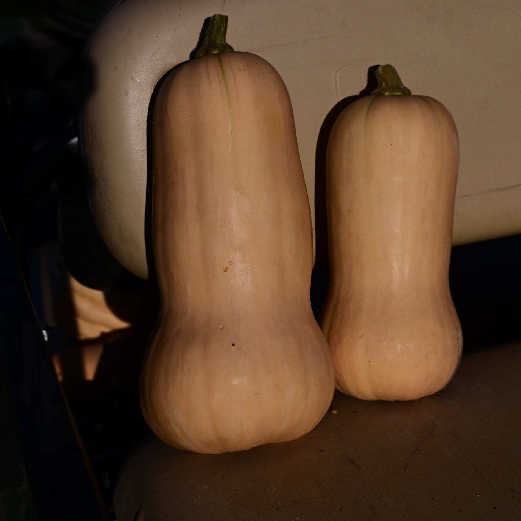 Two Waltham Butternut winter squashes resting on a bench
