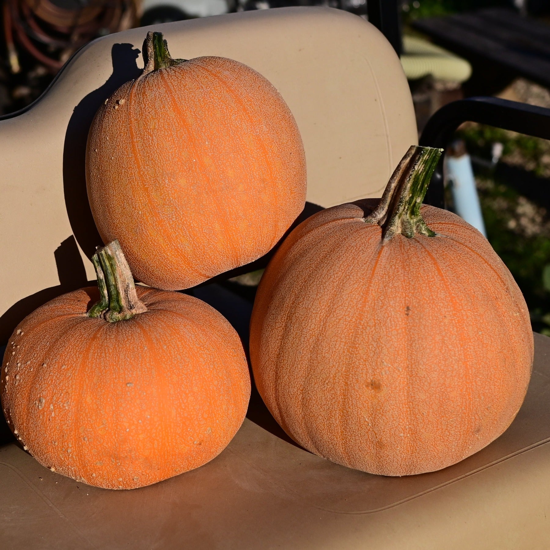 Three winter luxury pie pumpkins on a bench