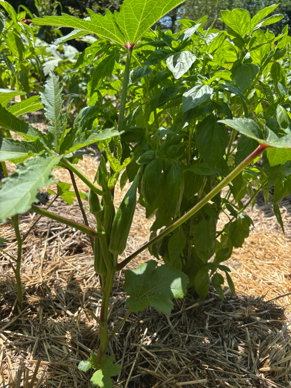 Simpson Green Okra - Organic