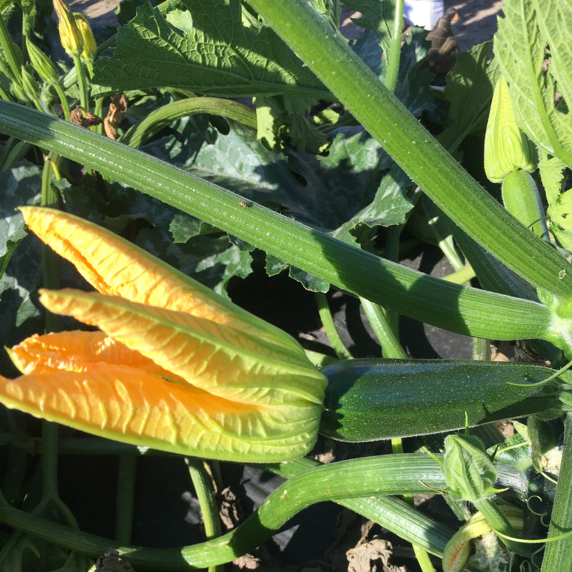 Dark Star Green Zucchini