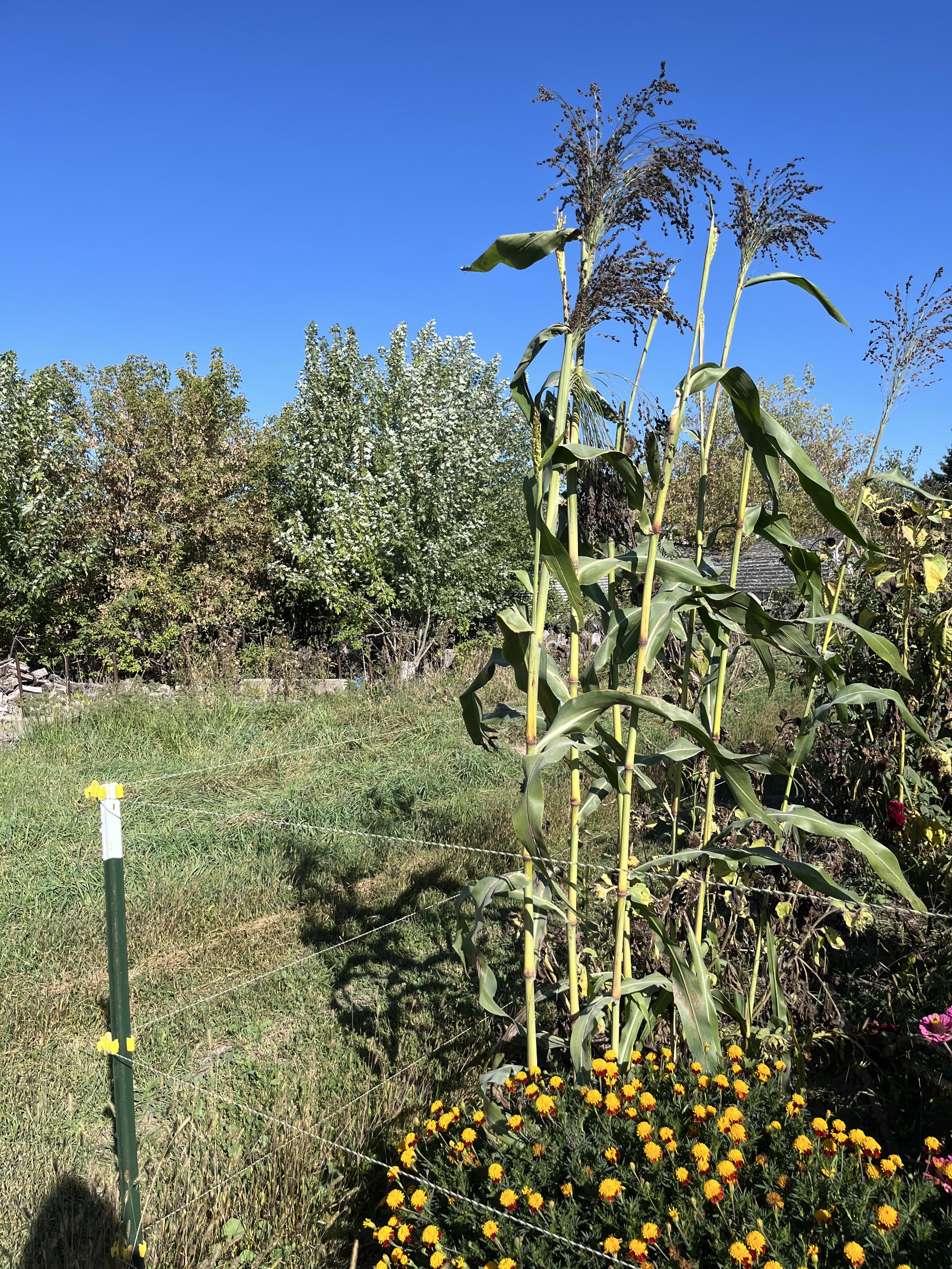 Black Hungarian Sorghum