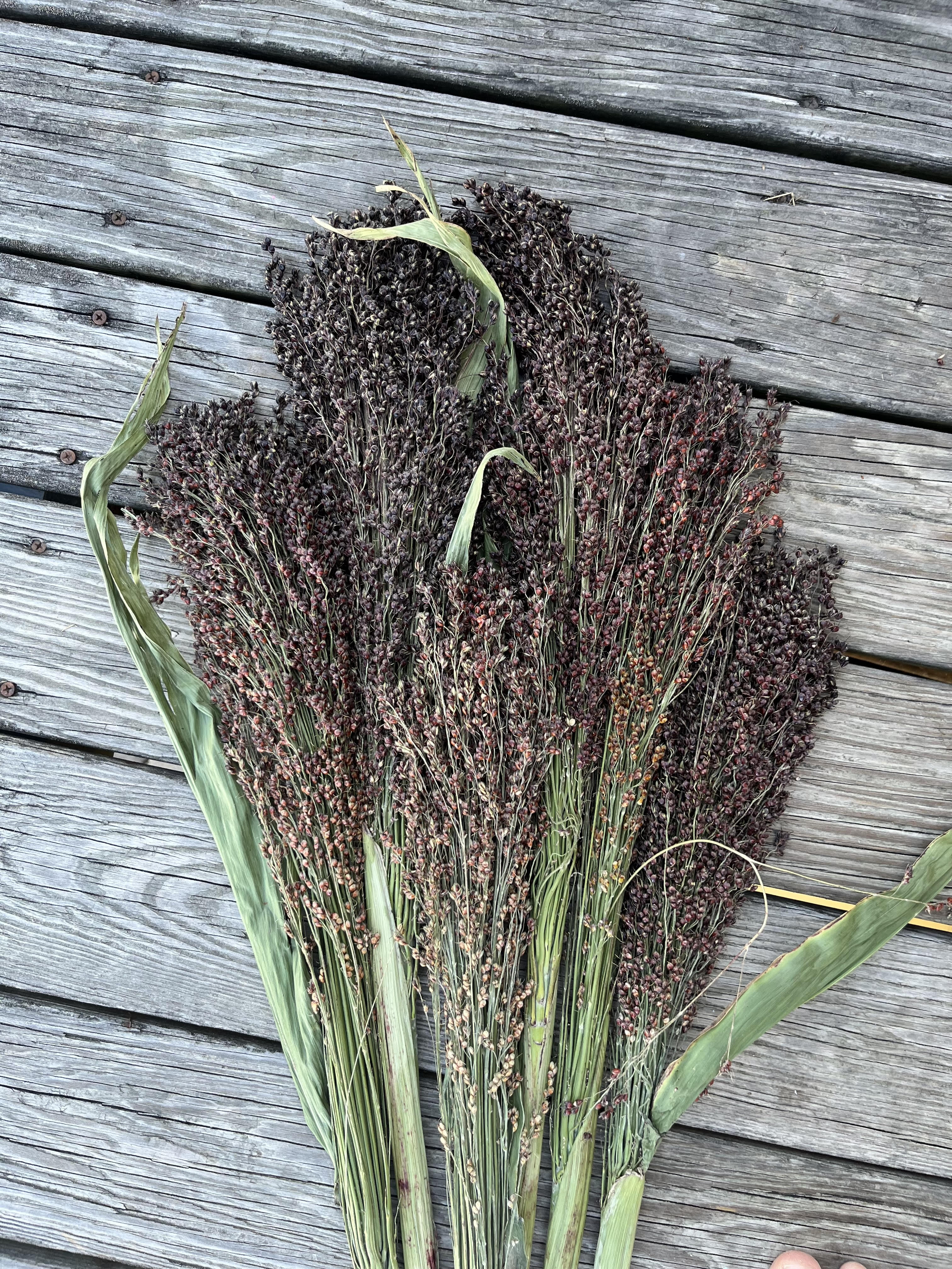 Black Hungarian Sorghum