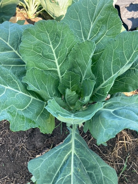 Champion Heirloom Collards Cold-hardy Greens - Organic