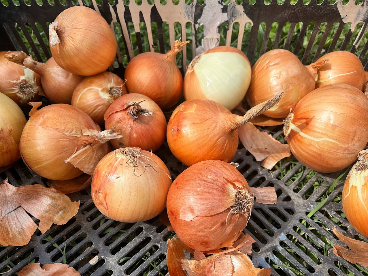 Newburg Yellow Storage Onion - Organic