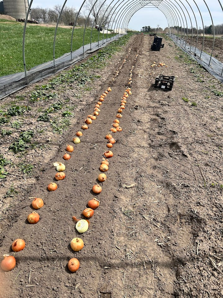 Newburg Yellow Storage Onion - Organic