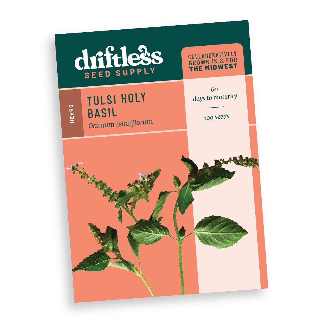 Tulsi Holy Basil