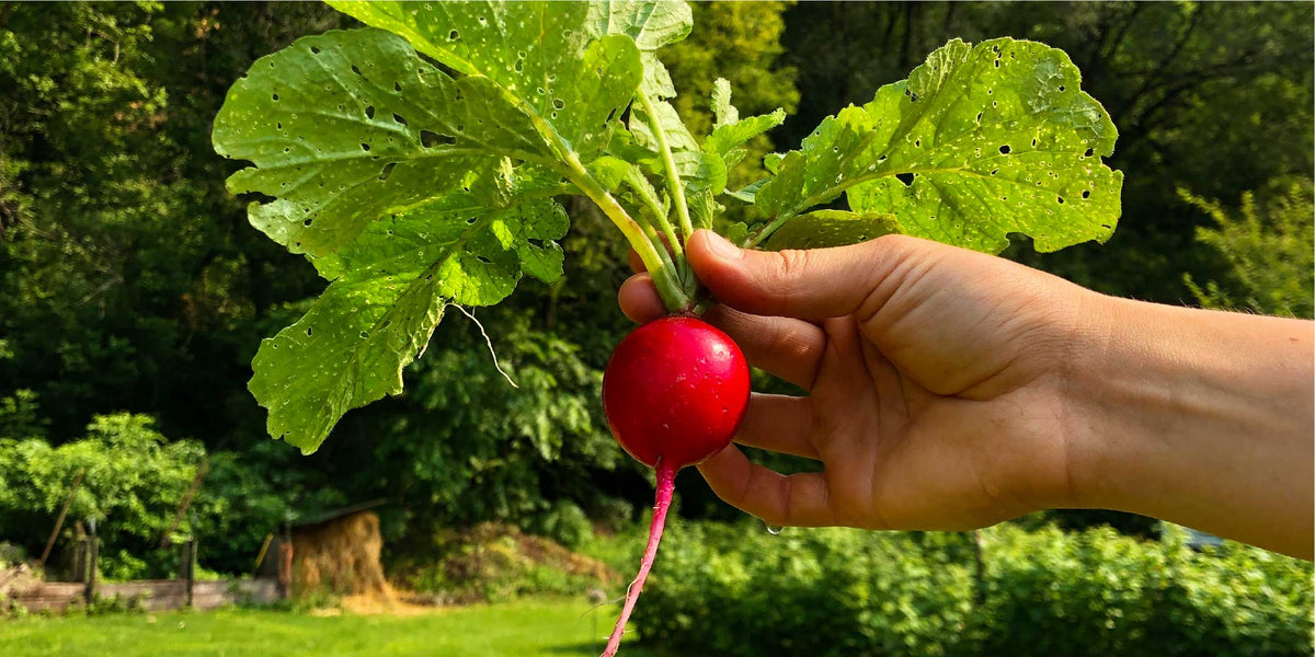 Driftless-Seed-Supply-Radish-