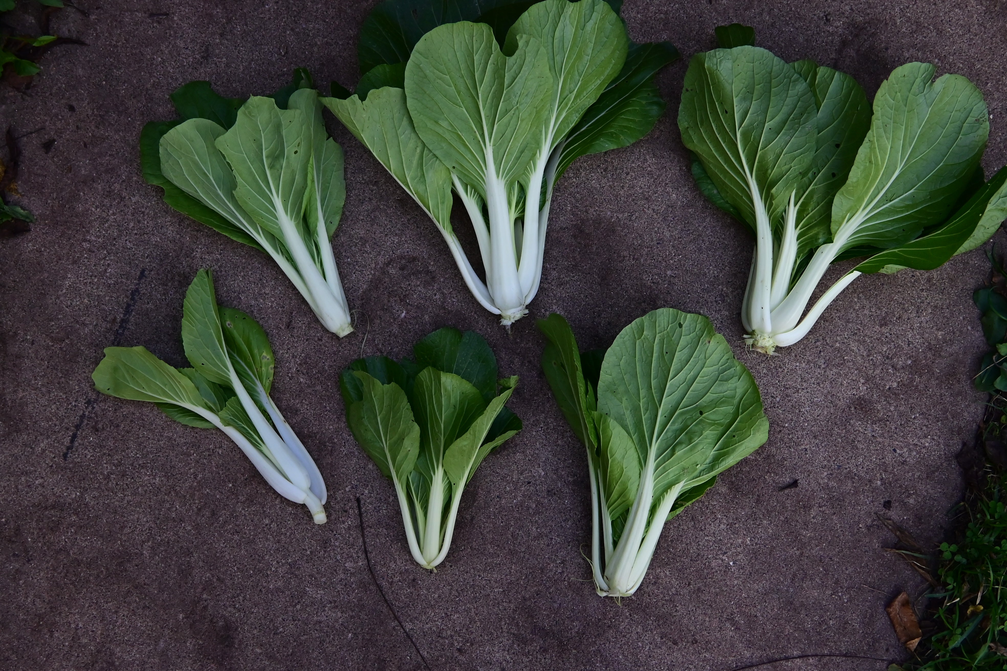Choi Tree Mustard Greens and Asian Greens - Choi, Mizuna, Tatsoi and More