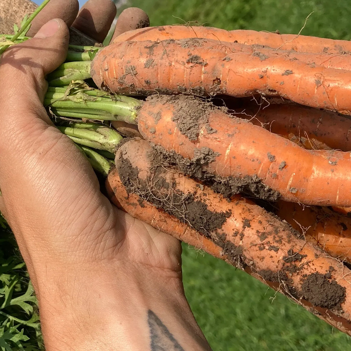 Carrots