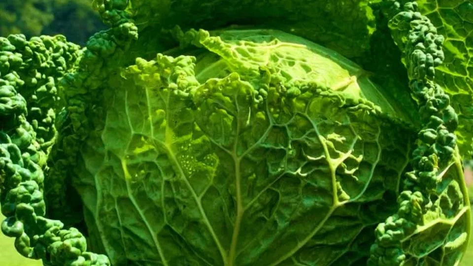 Cabbages