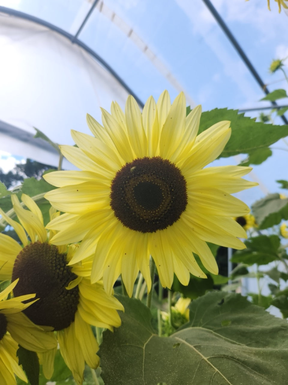 Lemon Queen Branching Sunflower