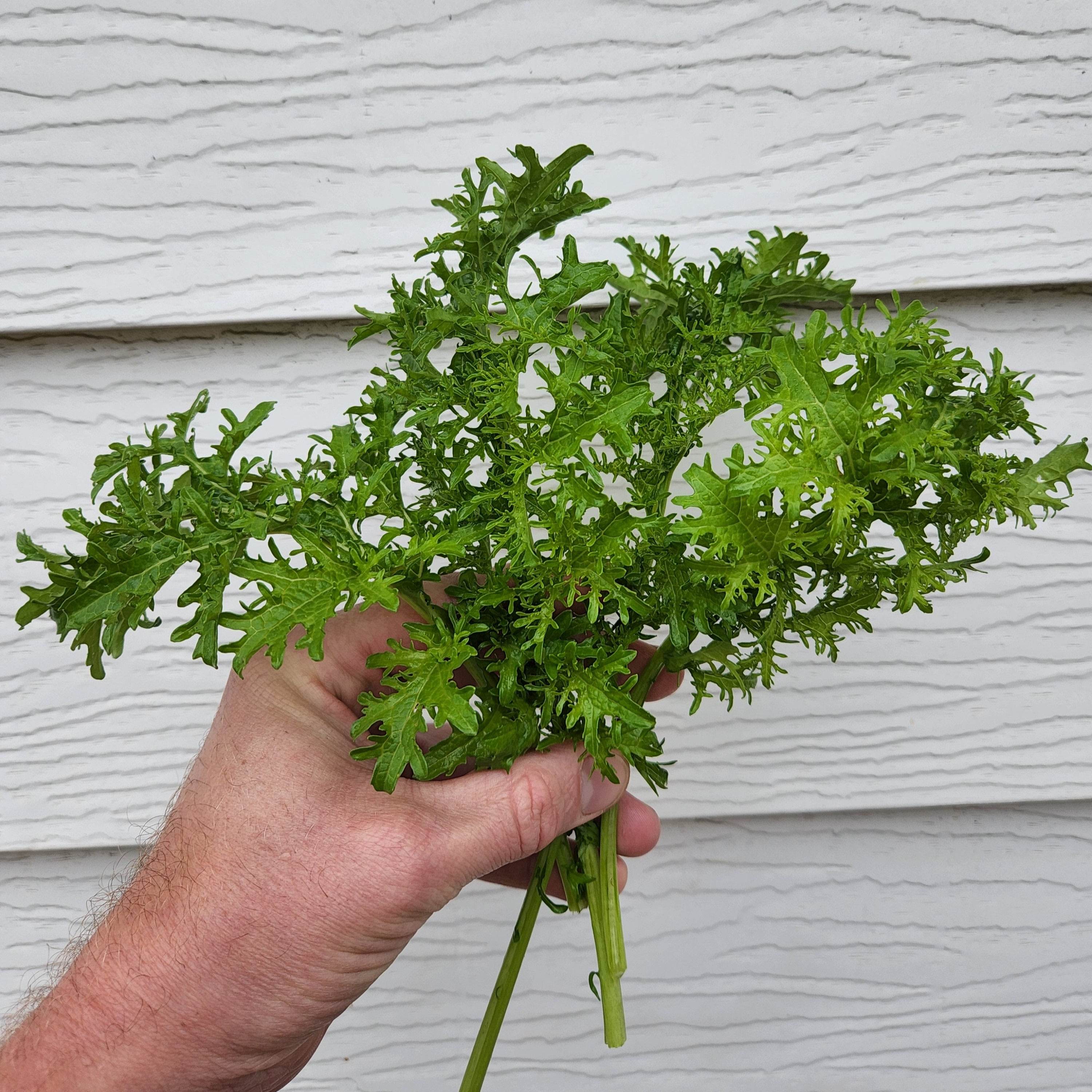 Golden Frill Spicy Heirloom Mustard Green - Organic