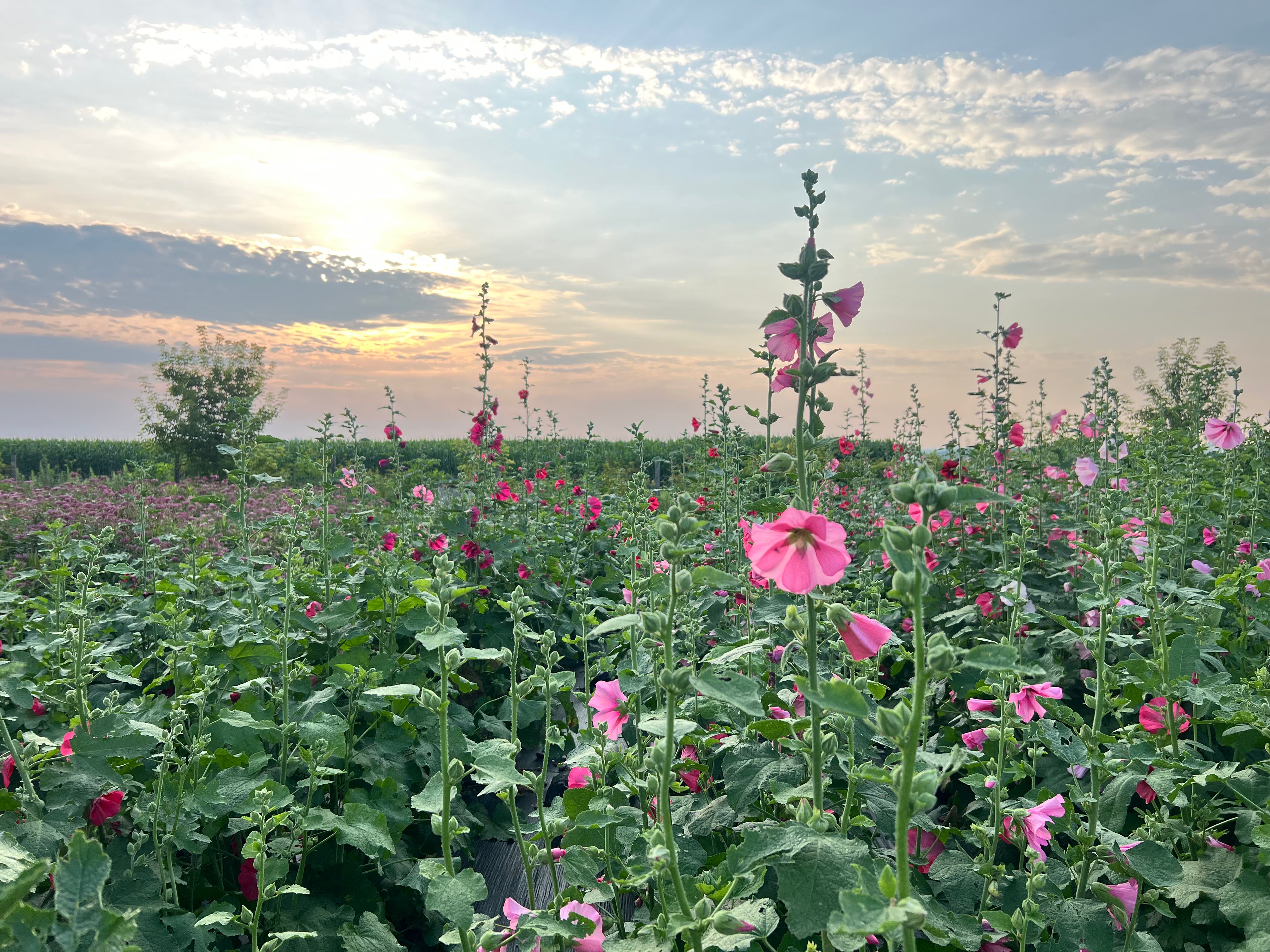 Dayna's Backyard Pigpen Hollyhock Mix - Organic
