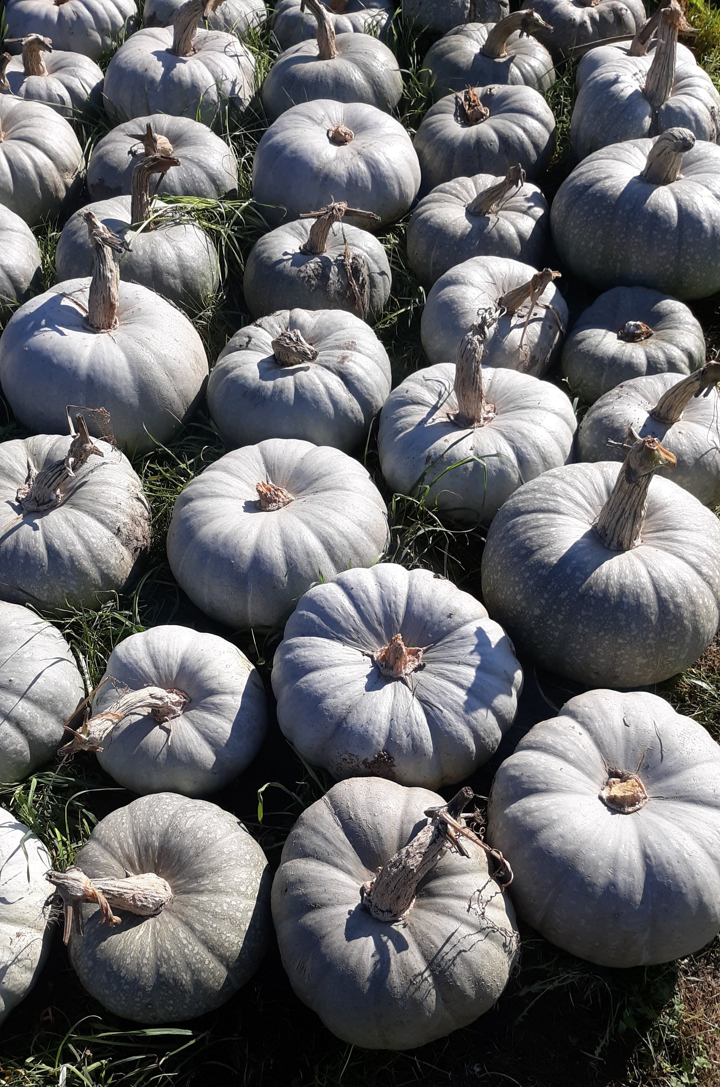 Khersonkaya Winter Squash - Organic