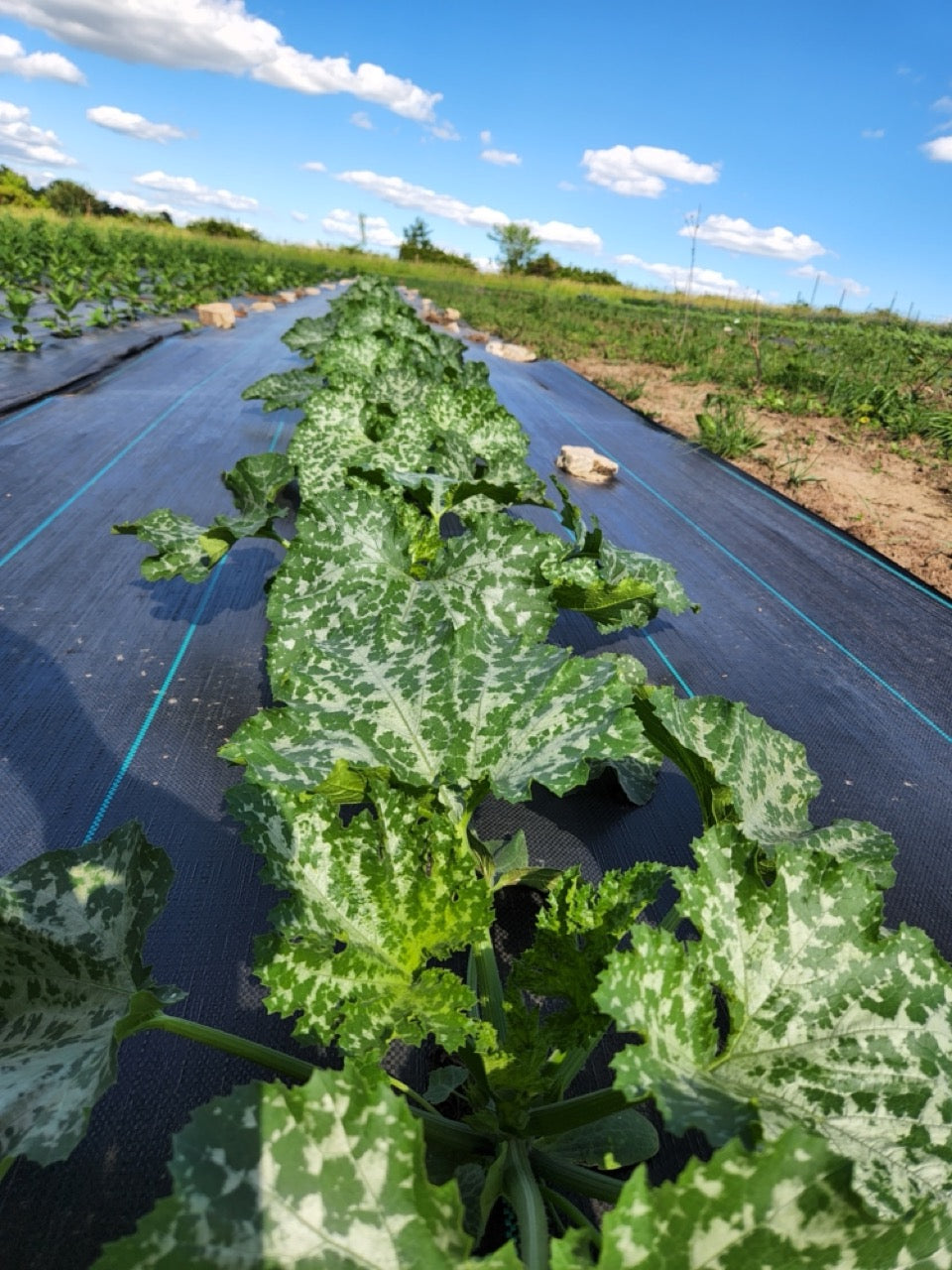 Rheinau Gold Yellow Zucchini - Organic