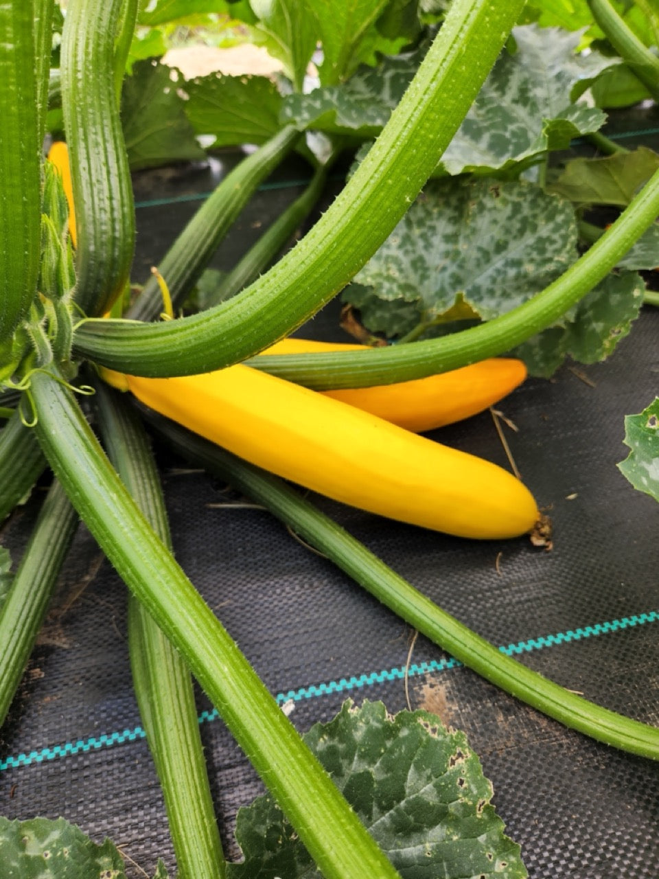 Rheinau Gold Yellow Zucchini - Organic