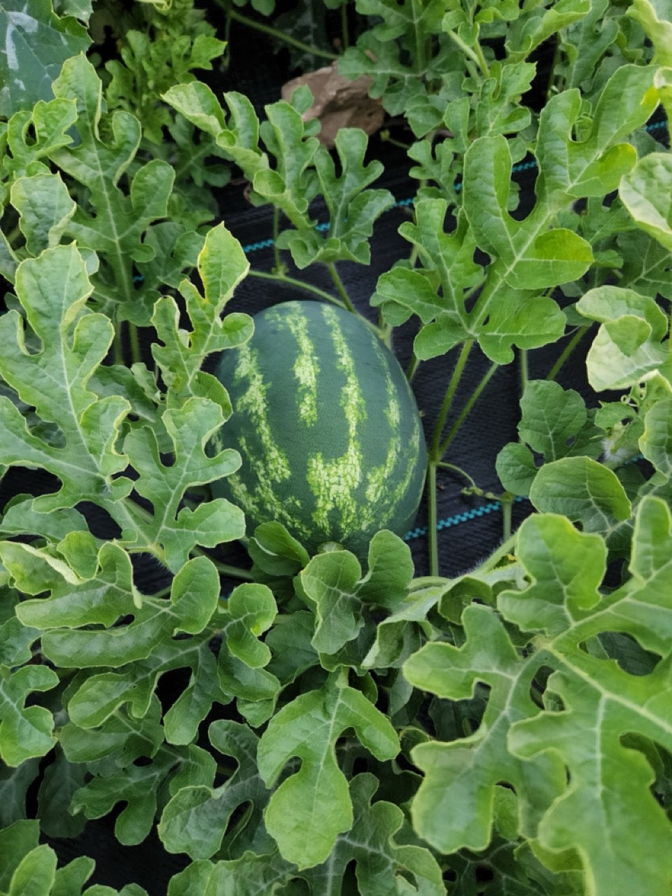 Mountain Sweet Yellow Heirloom Watermelon - Organic