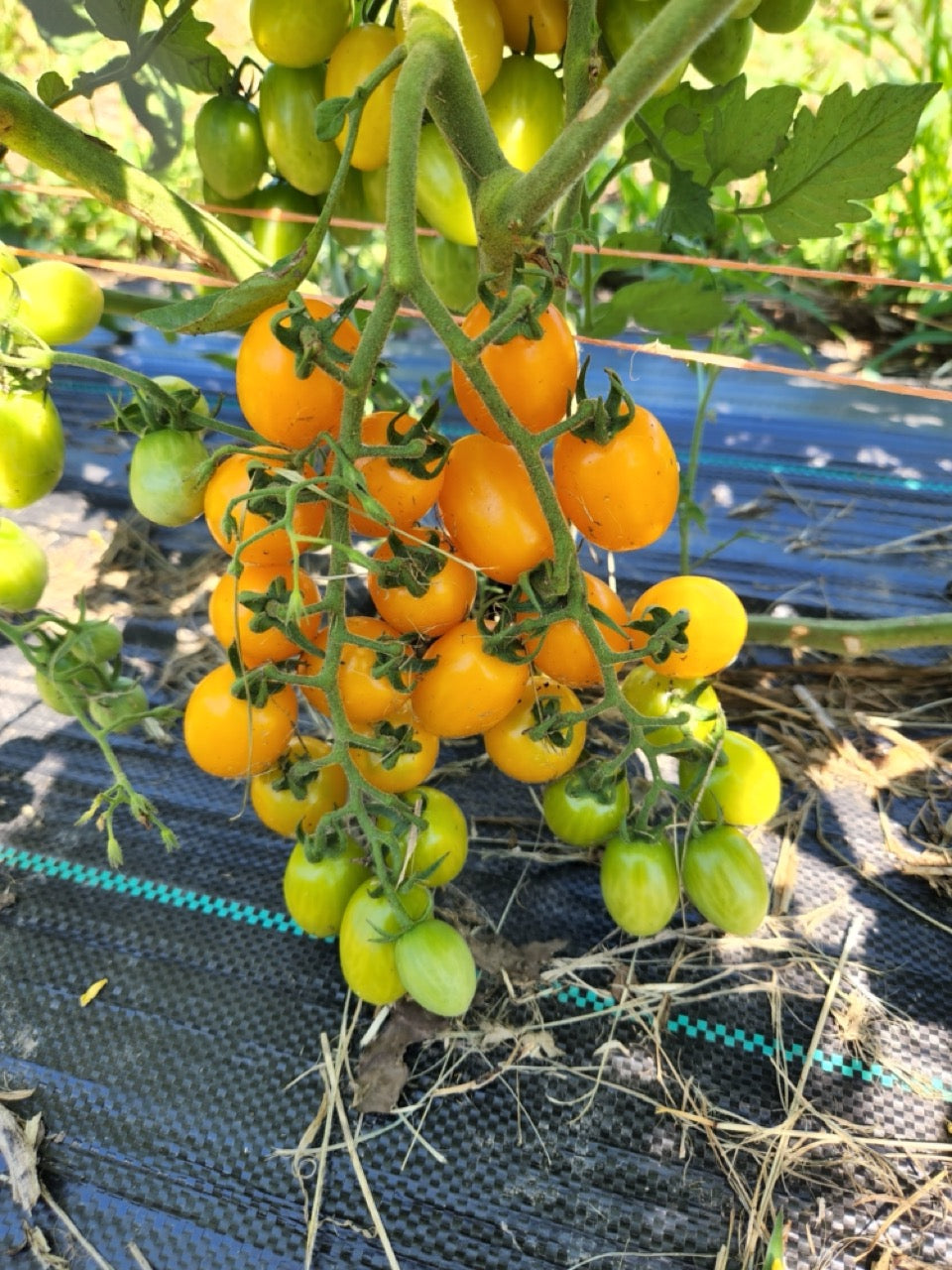 Yellow Datterino Heirloom Italian Grape Tomato - Organic