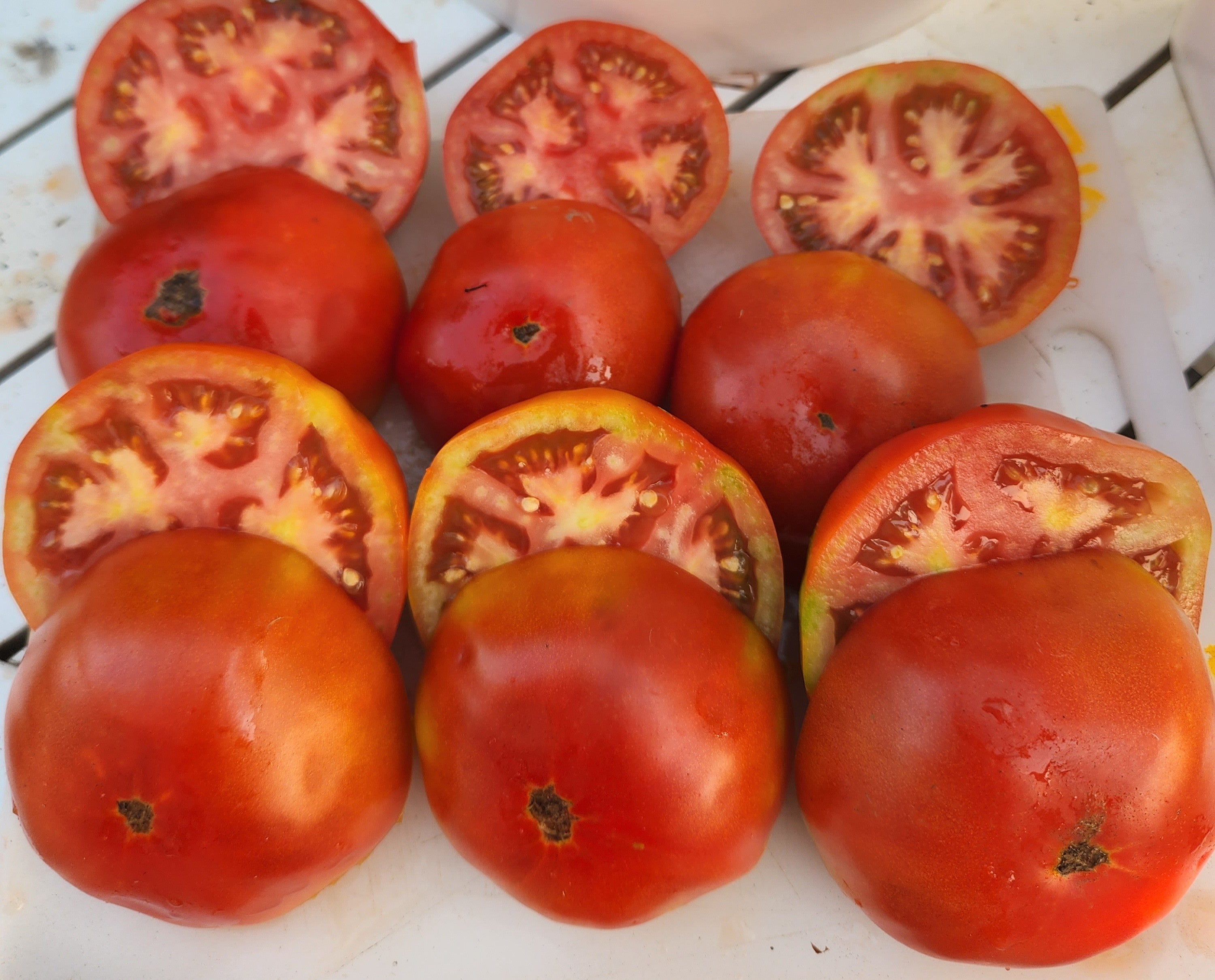 Silvery Fir Tree Determinate Tomato - Organic