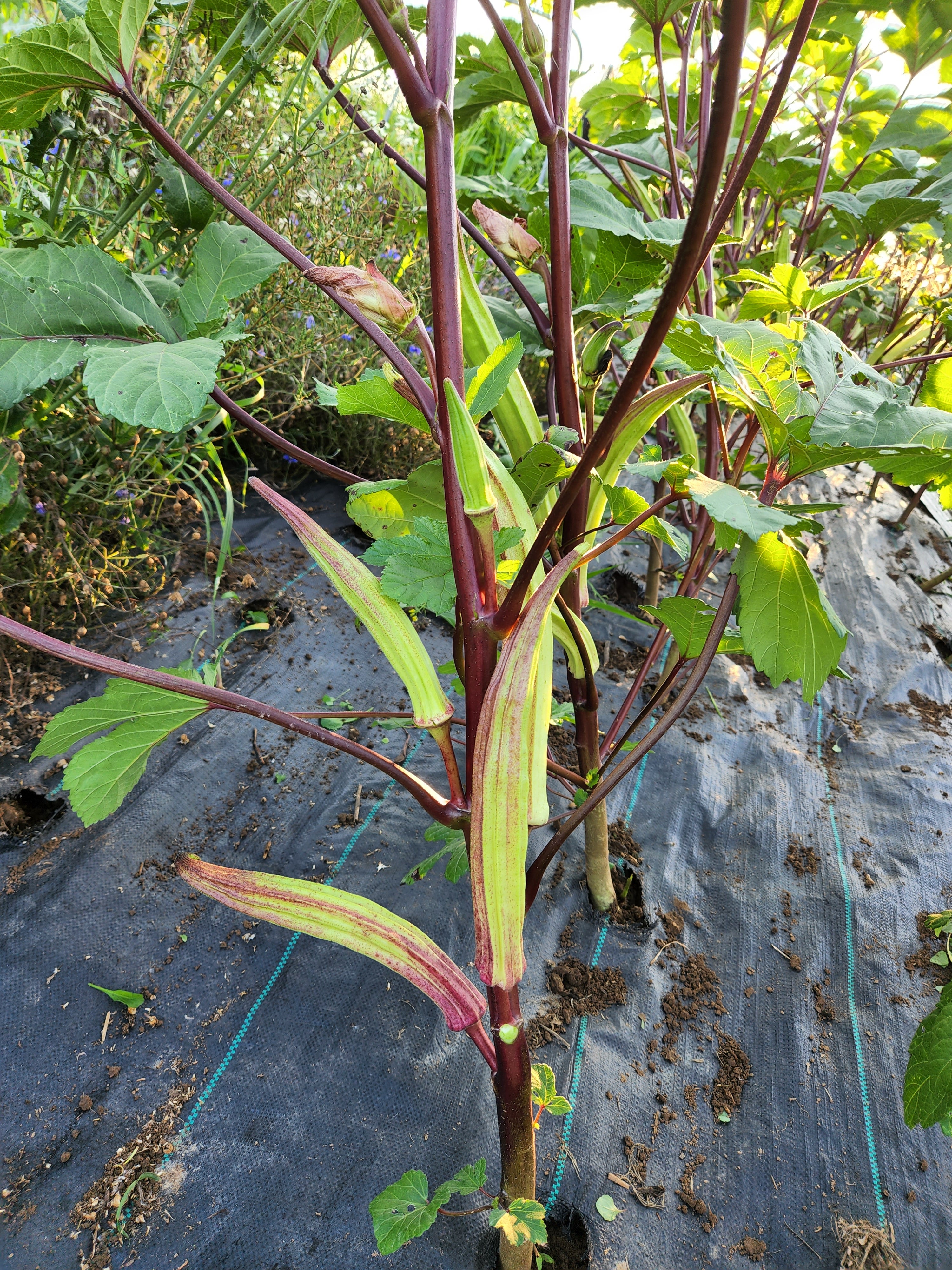 Red 98 Spineless Okra - Organic