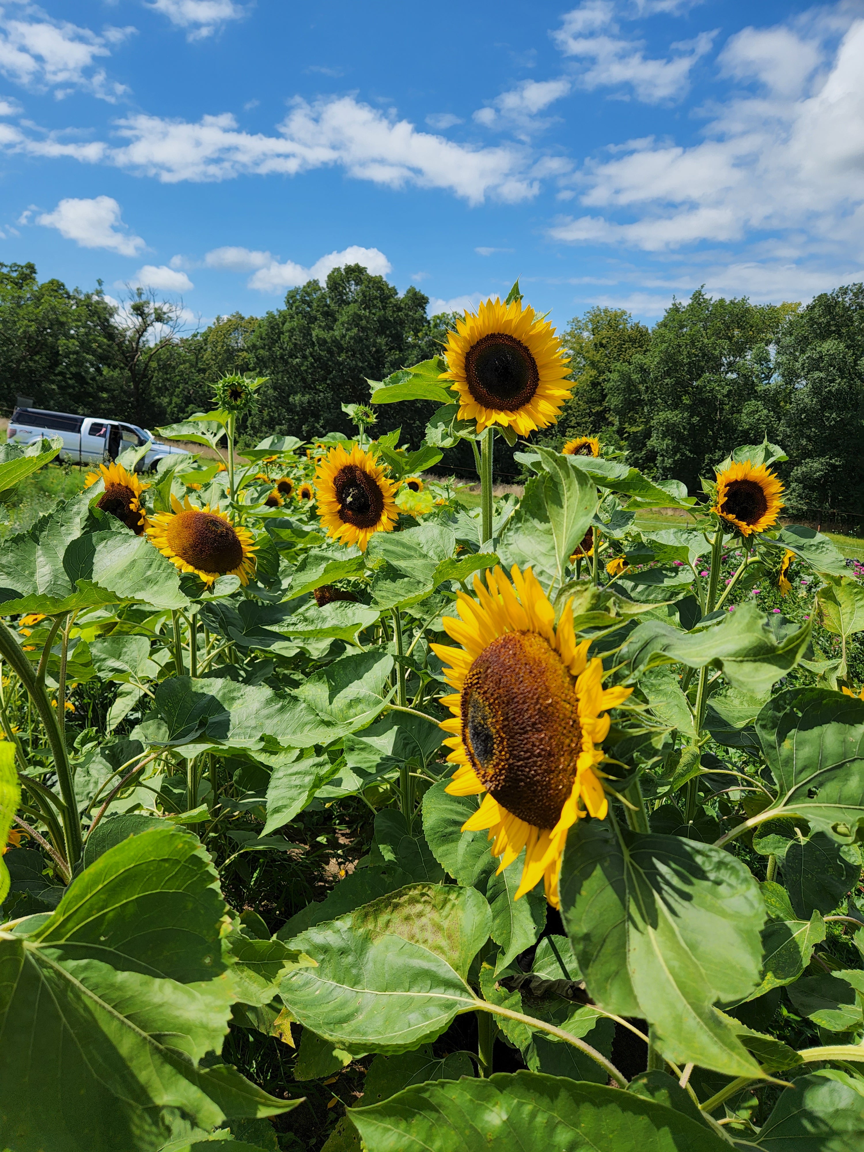 Taiyo Japanese Heirloom Sunflower - Organic