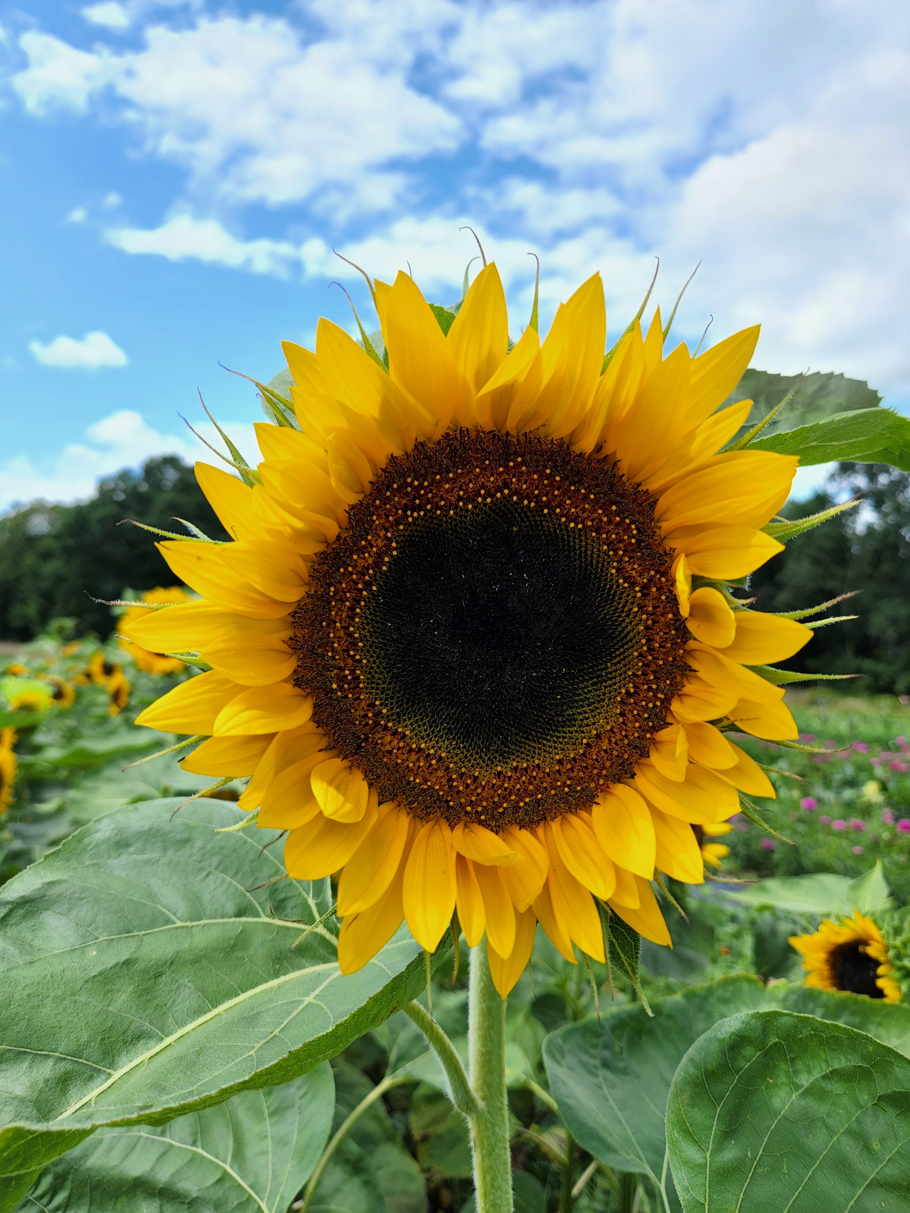 Taiyo Japanese Heirloom Sunflower - Organic