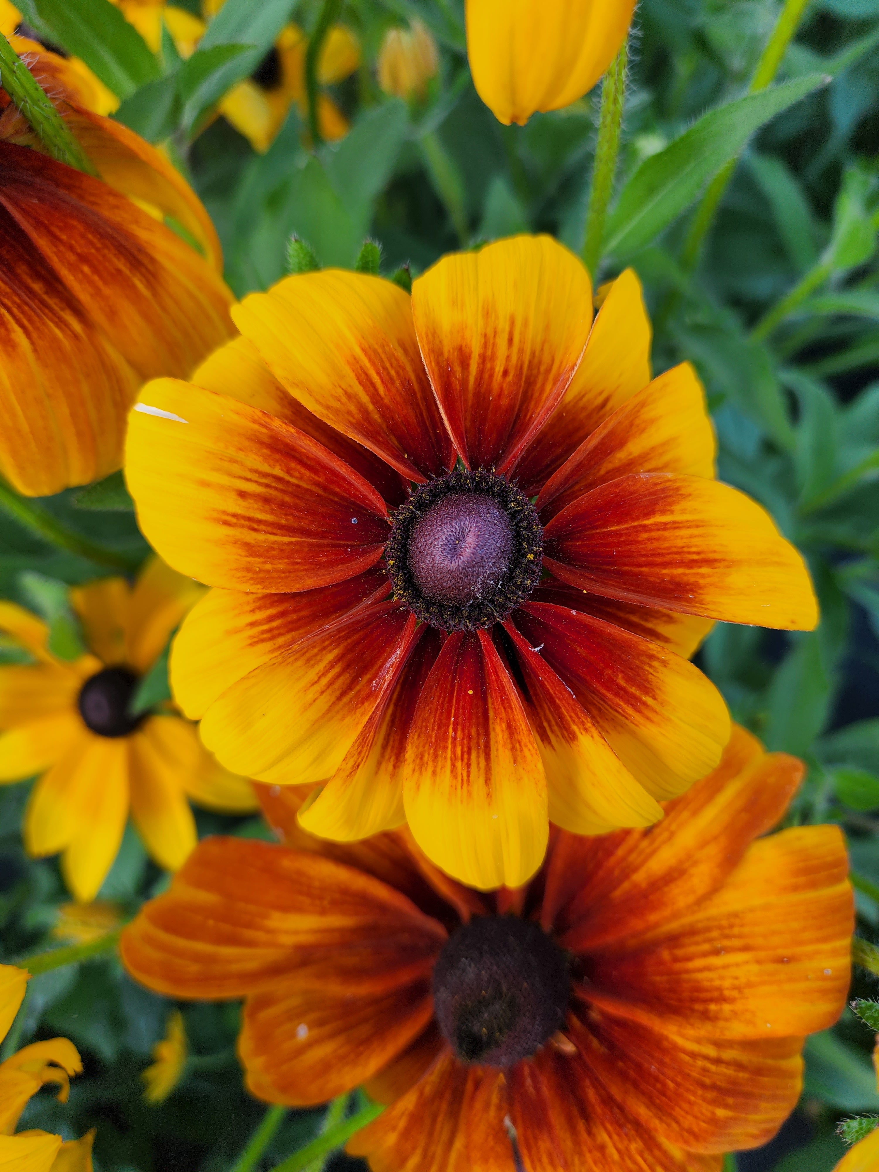 Campfire Series Rudbeckia