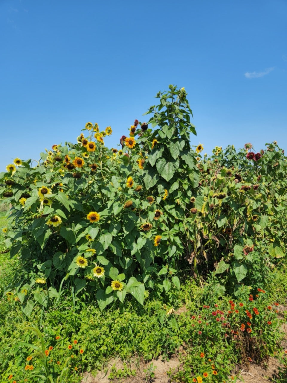 Evening Colors Blend Branching Sunflower - Organic